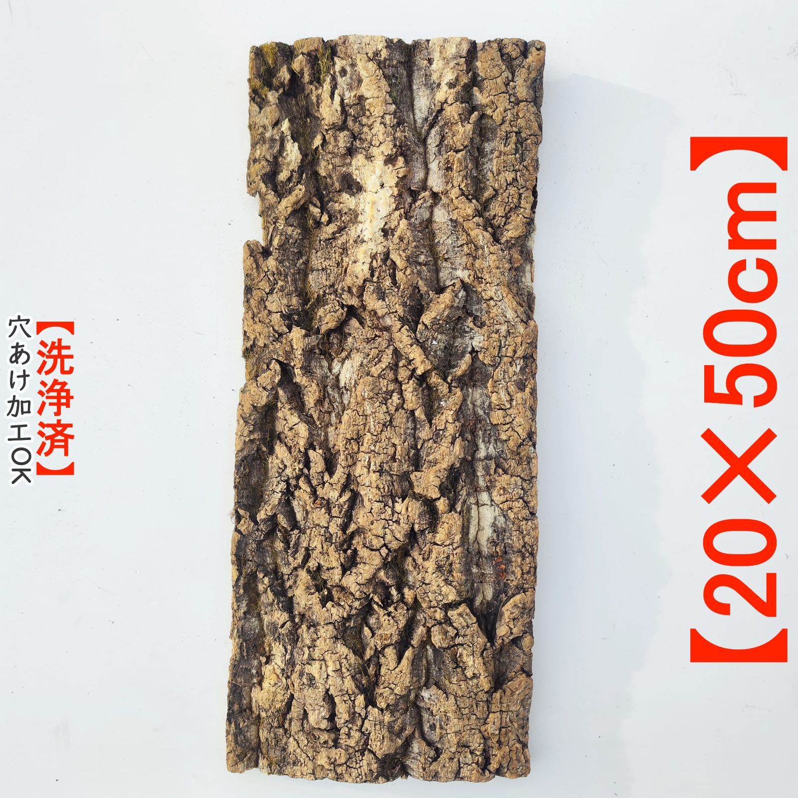 ナゴラン 7株 コルク板付 ナゴラン 7株 コルク板付 ナゴラン 7株