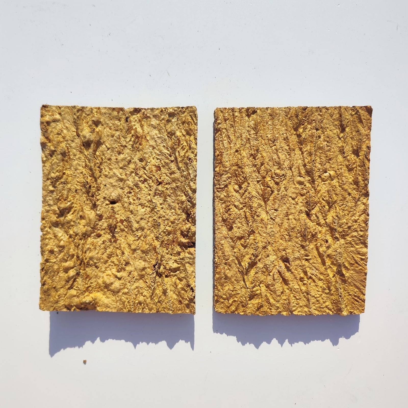 コルク樹皮 ビカク板付 6枚セット コルク樹皮 ビカク板付 6枚セット