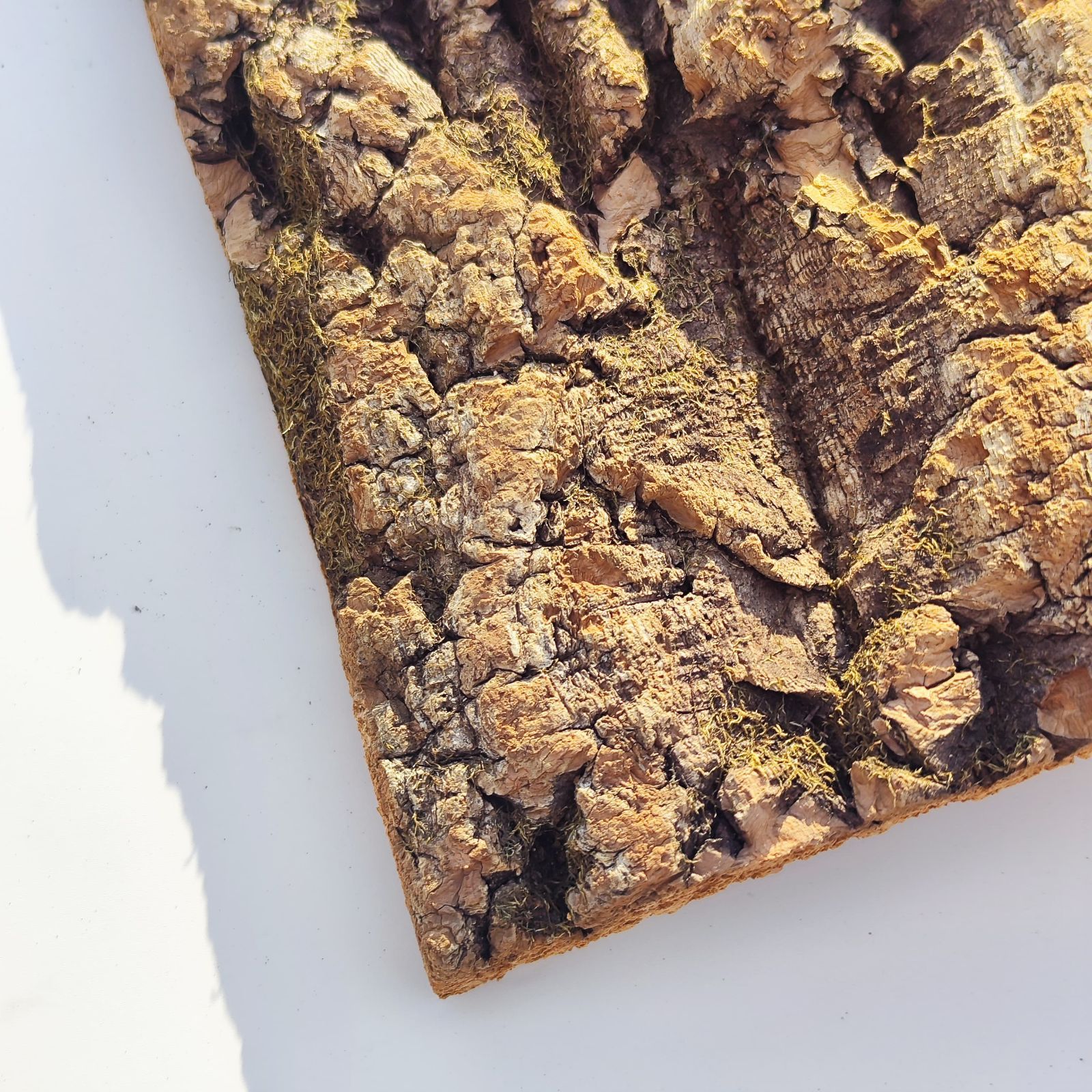 P. ape コルク付け 板付け用コルク / ビカクシダ / エアプランツ / 長辺約23cm