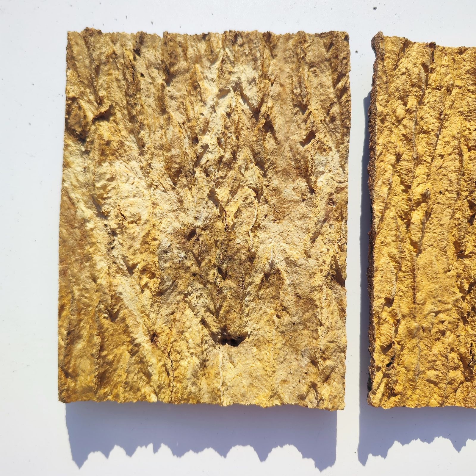 コルク樹皮　ビカク板付　６枚セット c3293 2枚セット 15×20cm コルク樹皮 コルク板 バージンコルク 送料