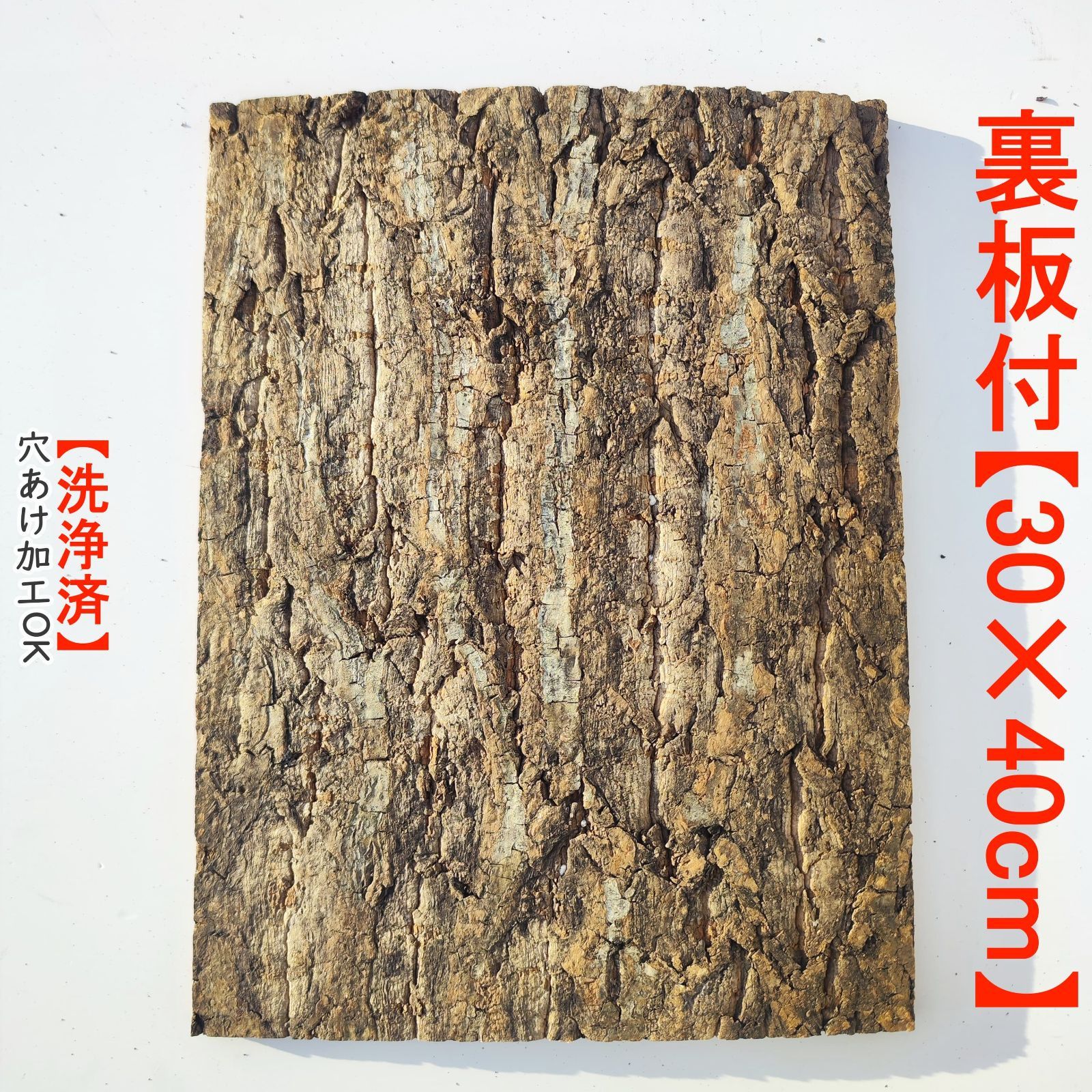 パ*ー様 P. ridleyi 'Pakarang' 中株 コルク付け パ*ー様 P. ridleyi 'Pakarang' 中株 コルク付け ビカクシダ リドレイ