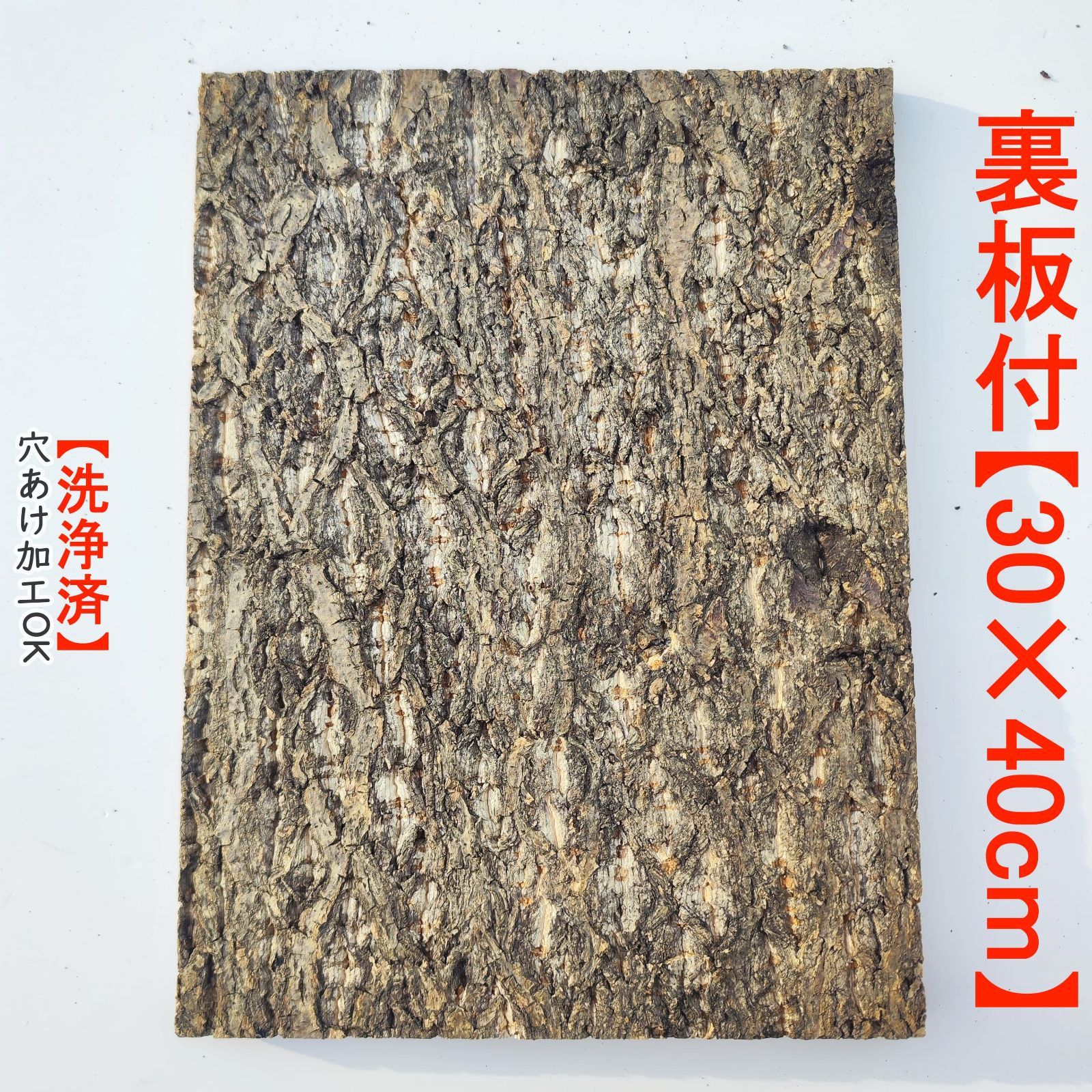 パ*ー様 P. ridleyi 'Pakarang' 中株 コルク付け P. ridleyi 'pakarang'