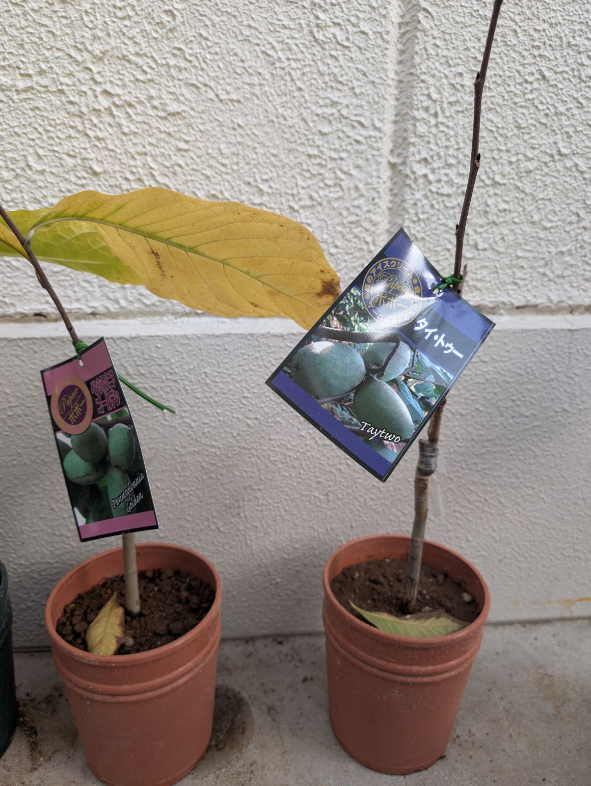 メルカリ便発送‼︎　ブルーフレーム錦　激レア‼︎ 縞斑　鉢付き発送‼︎ メルカリ便発送‼︎ ブルーフレーム錦 激レア‼︎ 縞斑 鉢付き発送‼︎