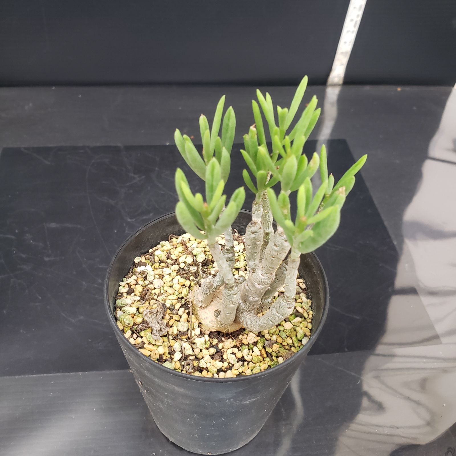 レア実生！　ポドレイアエ　チレコドン　多肉植物　塊根植物 レア実生！ ポドレイアエ チレコドン 多肉植物 塊根植物