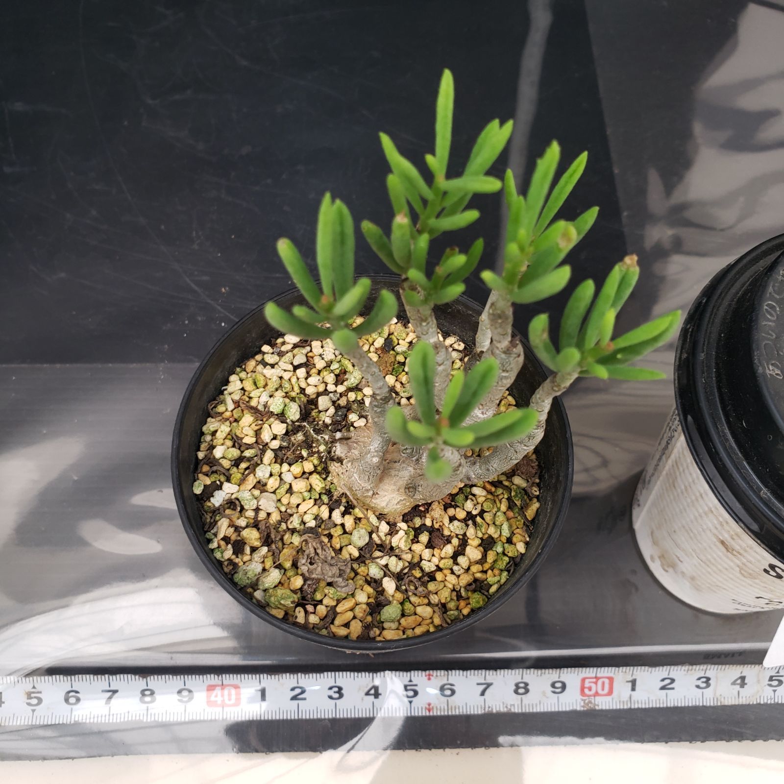 D306【自社養生株】チレコドン デシピエンス（発根株・鉢植え）【塊根