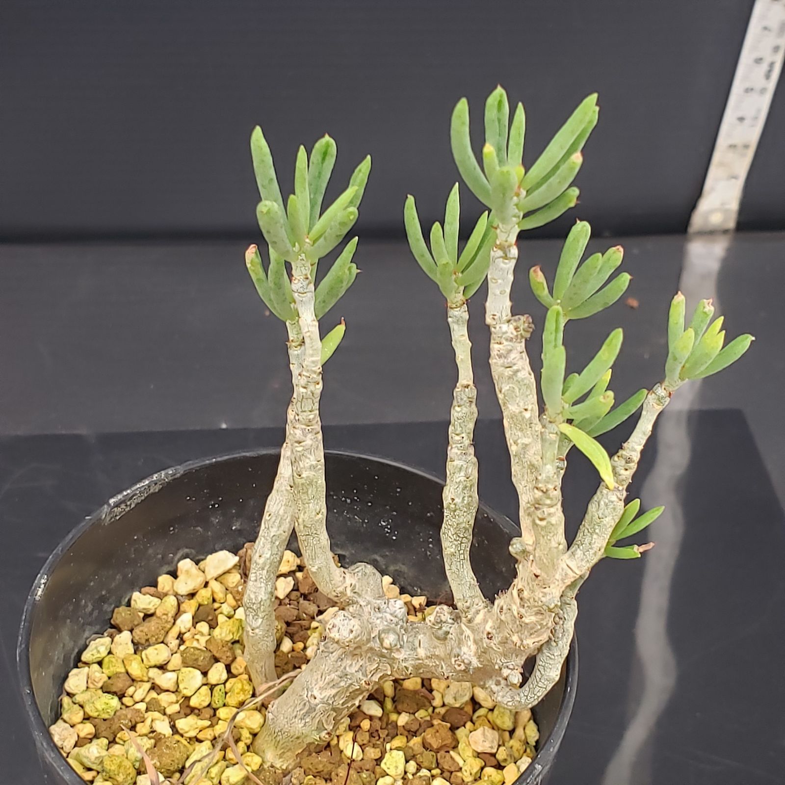 D307【自社養生株】チレコドン デシピエンス（発根株・鉢植え）【塊根