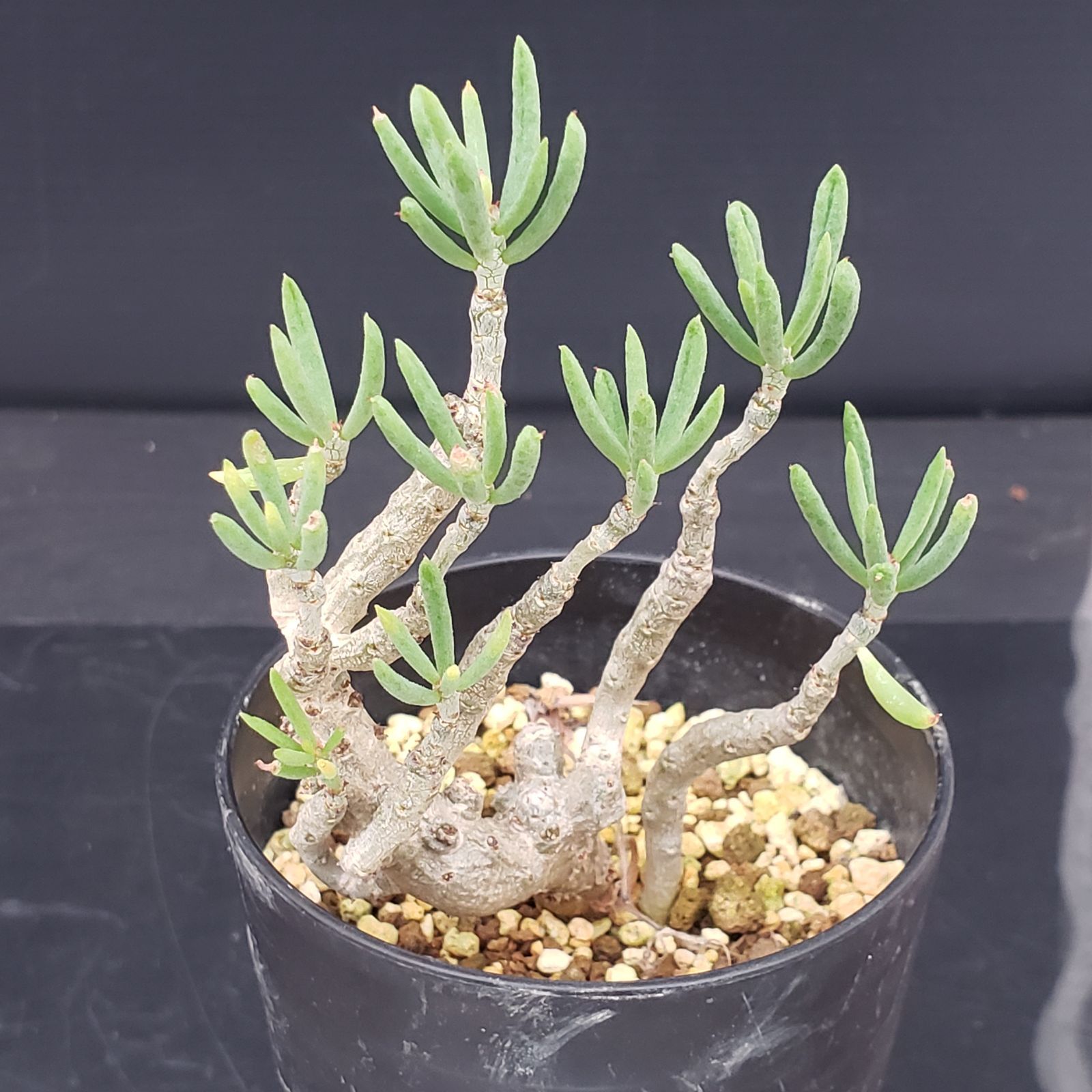 D307【自社養生株】チレコドン デシピエンス（発根株・鉢植え）【塊根