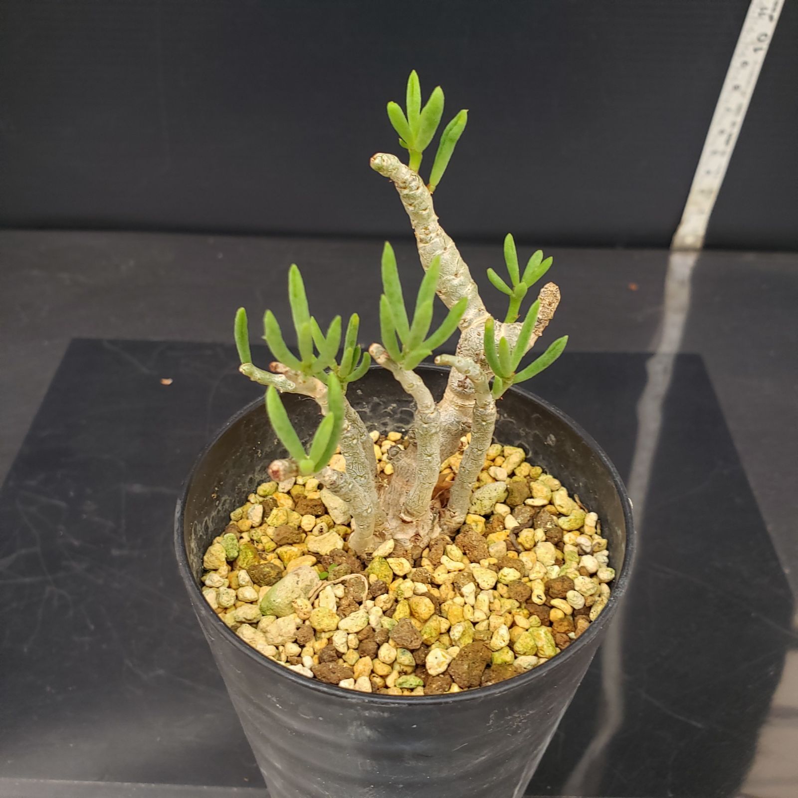 親株 チレコドン デシピエンス 実生 Yahoo!オークション - σ チレコドン デシピエンス 2.5号盆栽 Tylecodo