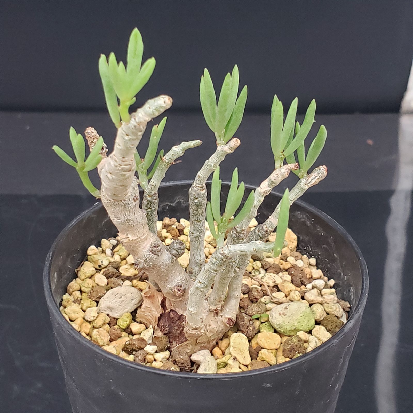 【セール】チレコドン　レティキュラータス　No.003　鉢、送料込　メルカリ便 2025年最新】チレコドン 万物想の人気アイテム - メルカリ