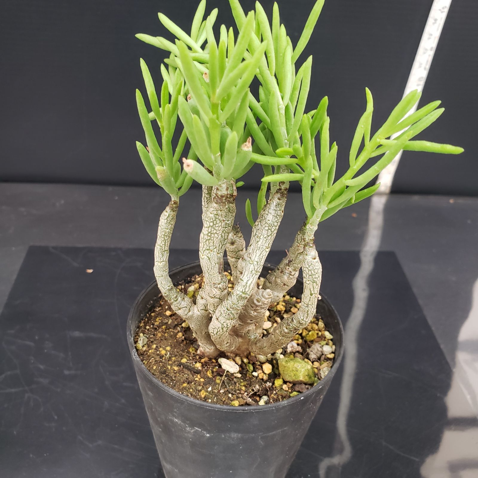 D310【自社養生株】チレコドン デシピエンス（発根株・鉢植え）【塊根