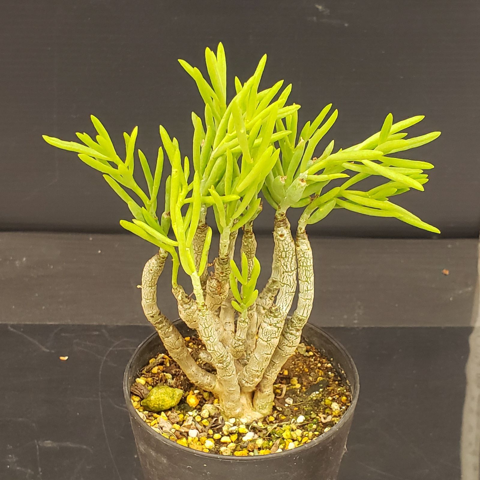 D310【自社養生株】チレコドン デシピエンス（発根株・鉢植え）【塊根