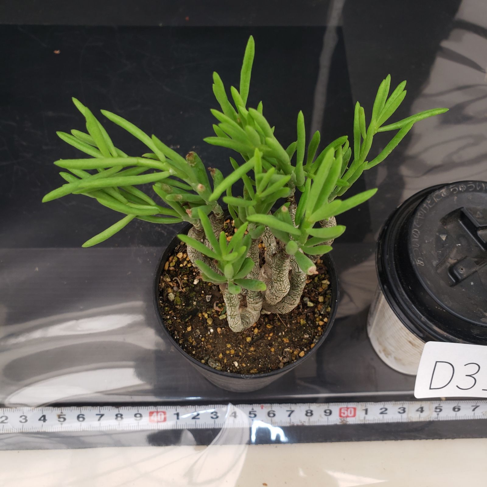 人気実生！ デシピエンス チレコドン 多肉植物 塊根植物 人気実生