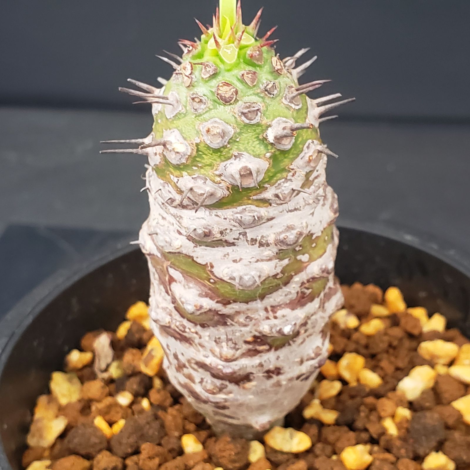 D324【自社養生株】ユーフォルビア パキポディオイデス（発根株