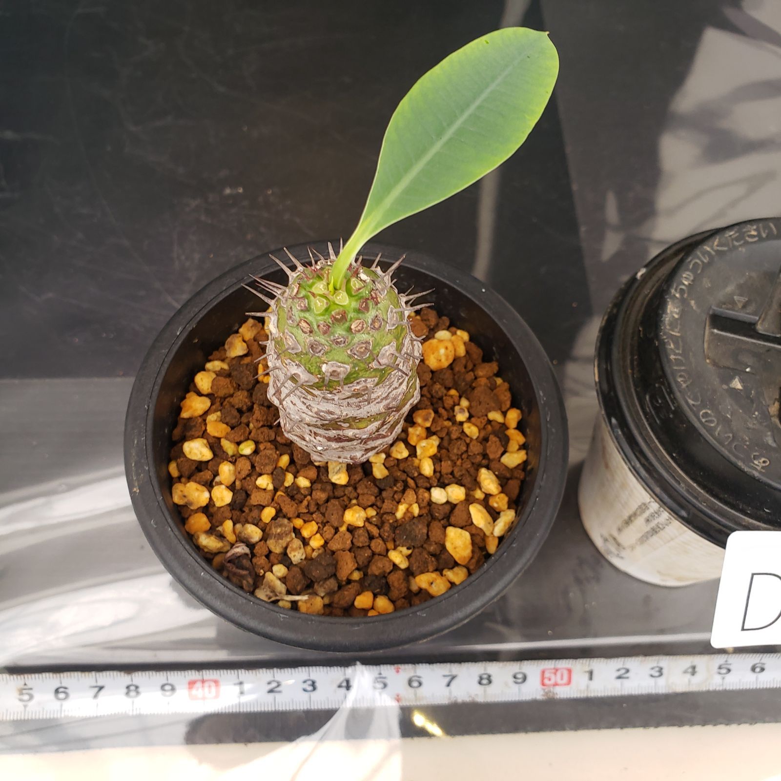 ユーフォビア パキポディオイデス 発根済 現状株 塊根植物 D324【自社養生株】ユーフォルビア パキポディオイデス（発根株