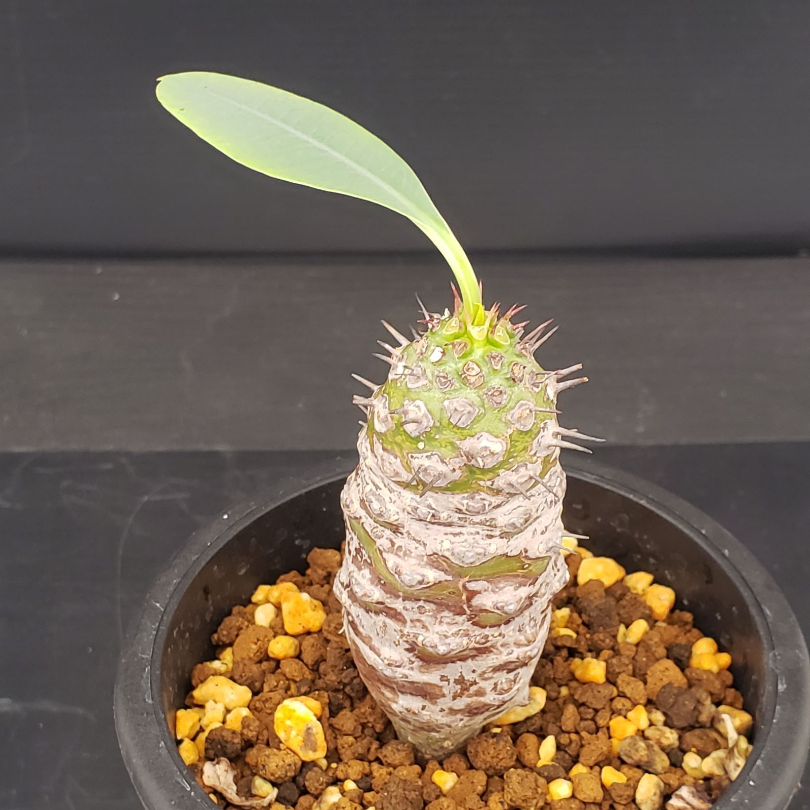 D324【自社養生株】ユーフォルビア パキポディオイデス（発根株