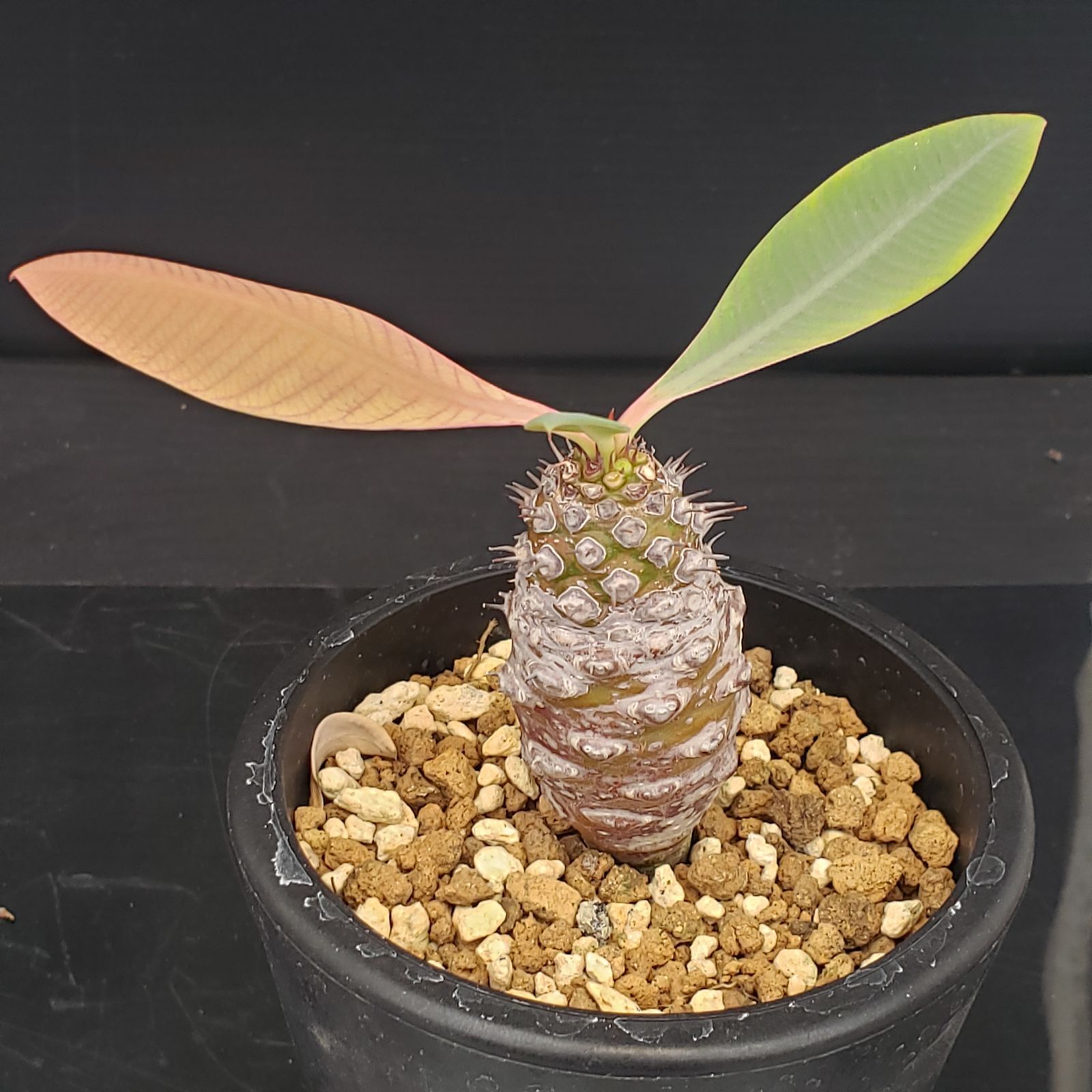 D325【自社養生株】ユーフォルビア パキポディオイデス（発根株