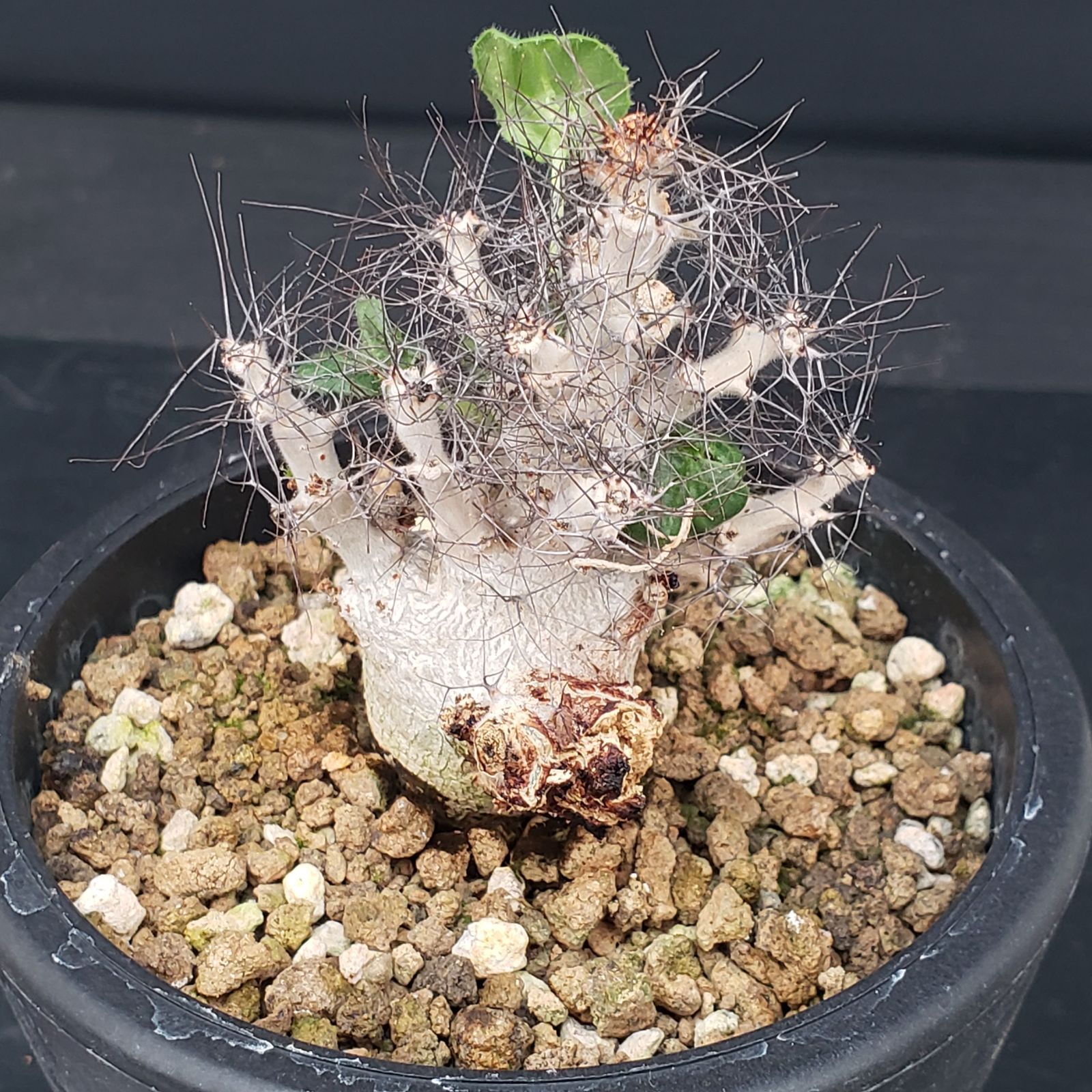 D336【自社養生株】ヤトロファ マルギナータ（発根株・鉢植え）【塊根