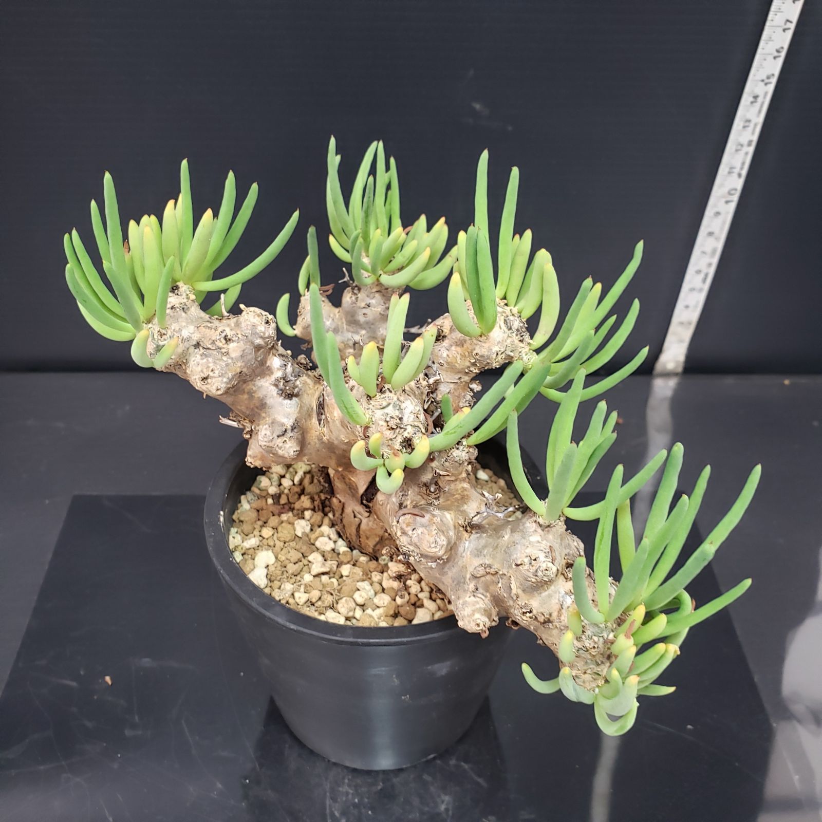 D346【自社養生株】チレコドン レティキュラータス 万物想（現地球・発