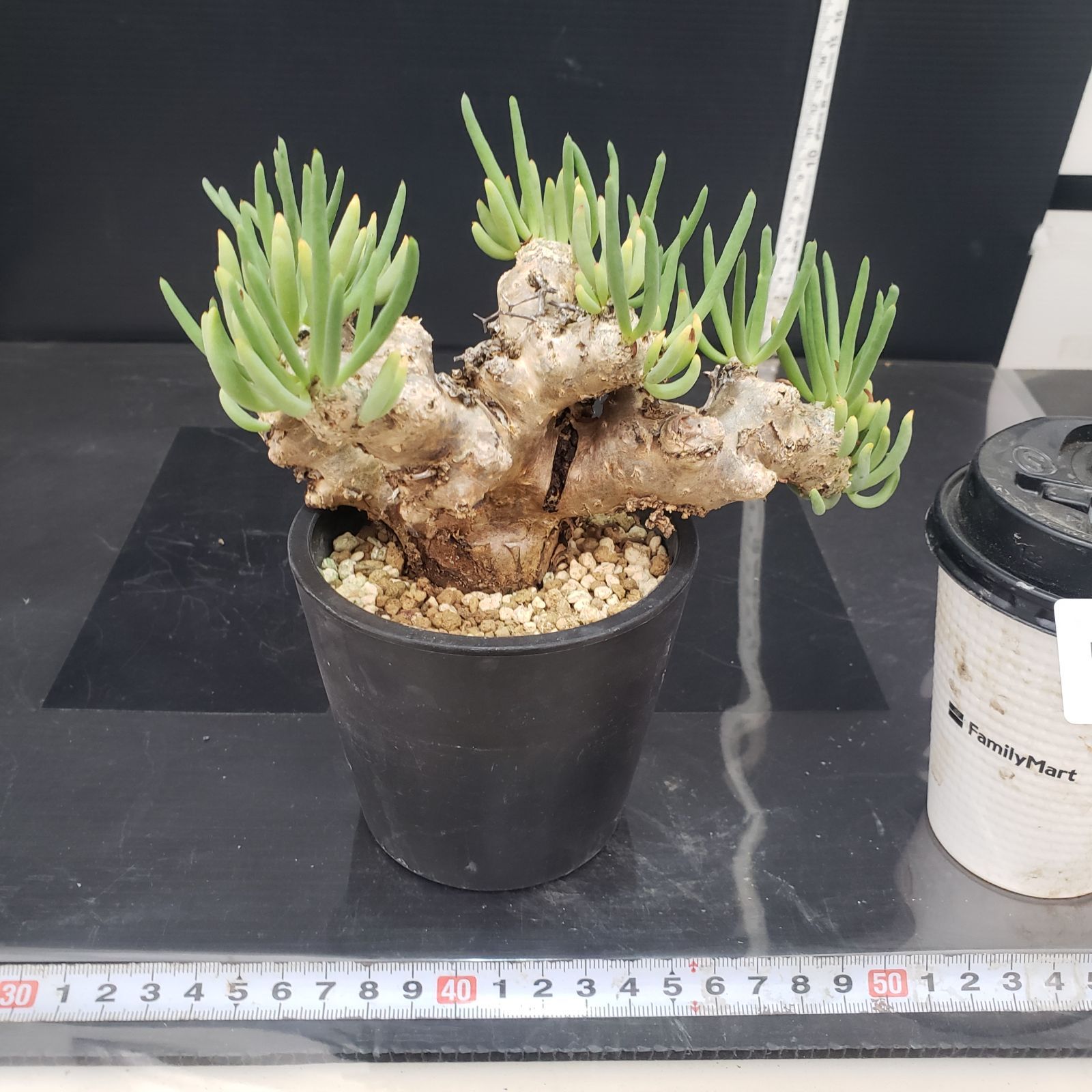 D346【自社養生株】チレコドン レティキュラータス 万物想（現地球・発