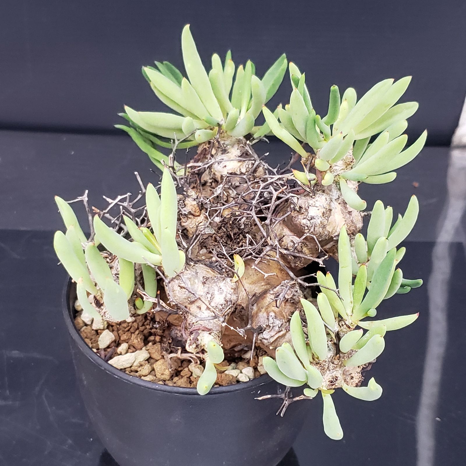 サマーセール！ 大株 万物想 チレコドン レティキュラータス 現地株 現地球 D347【自社養生株】チレコドン レティキュラータス 万物想（現地球・発