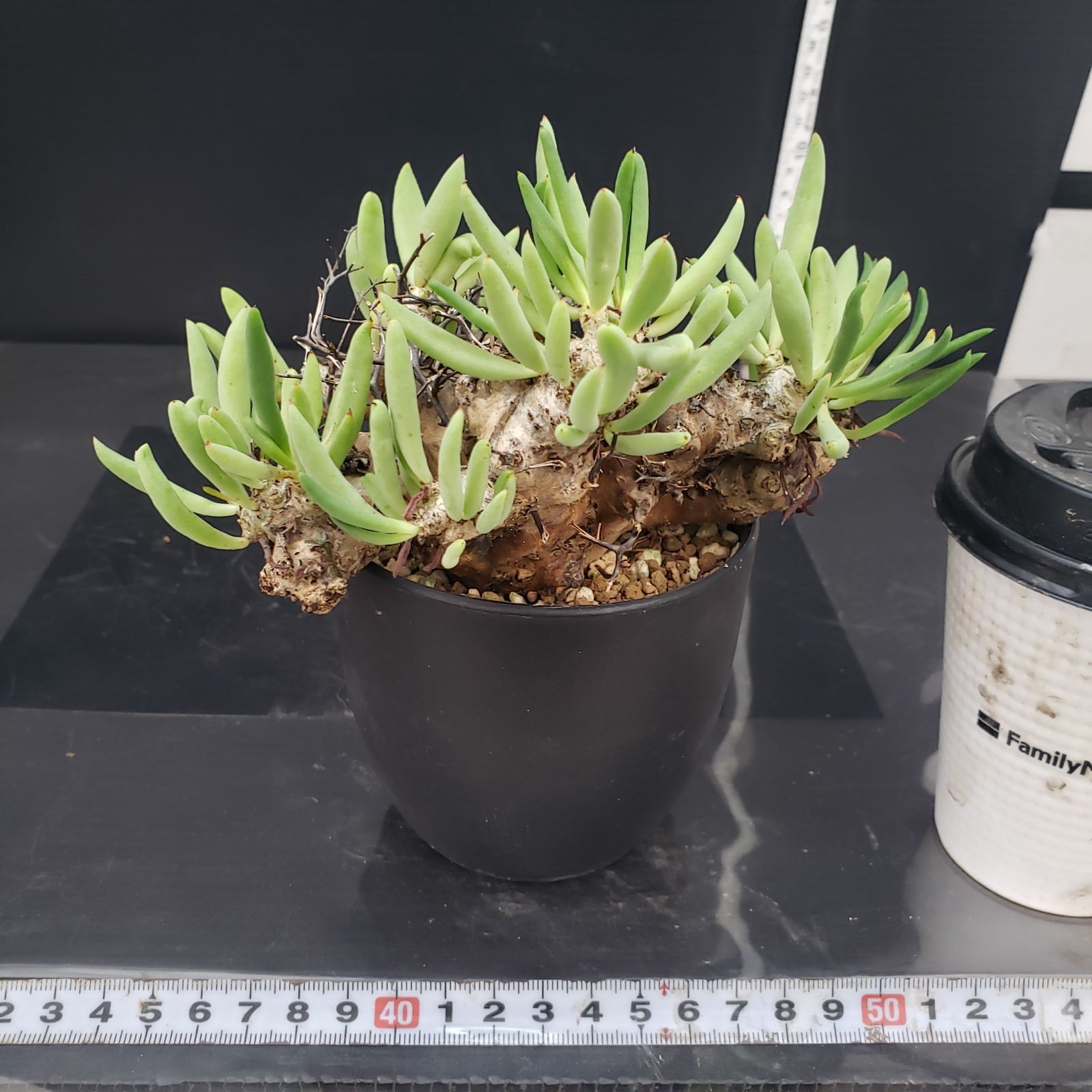 サマーセール！ 大株 万物想 チレコドン レティキュラータス 現地株 現地球 チレコドン 万物想 レティキュラータス 発根済 極美特大株 現地球