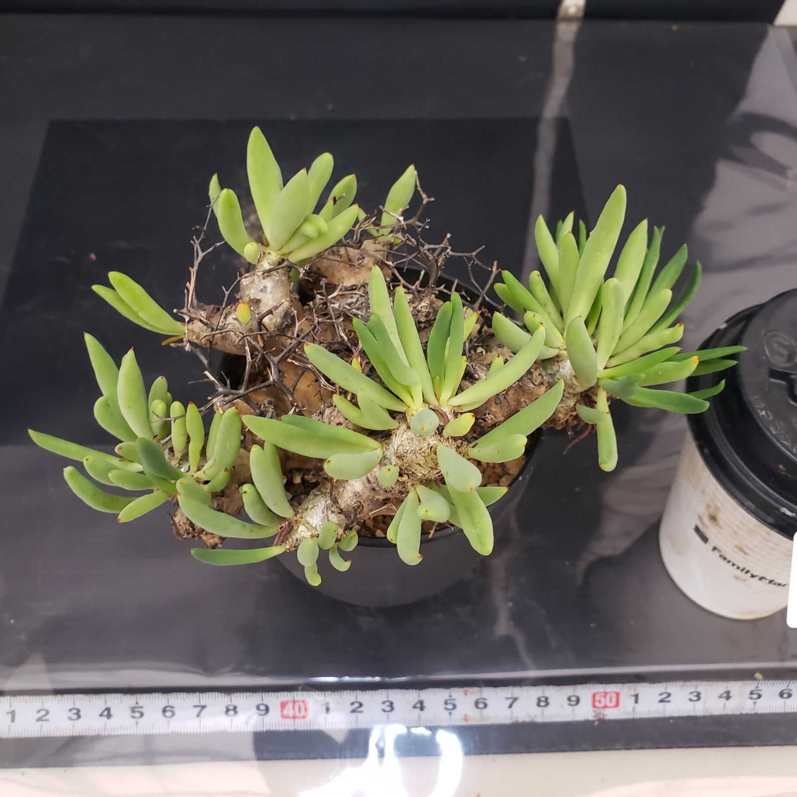 万物想　チレコドン　レティキュラータス 現地球　塊根植物 D347【自社養生株】チレコドン レティキュラータス 万物想（現地球・発