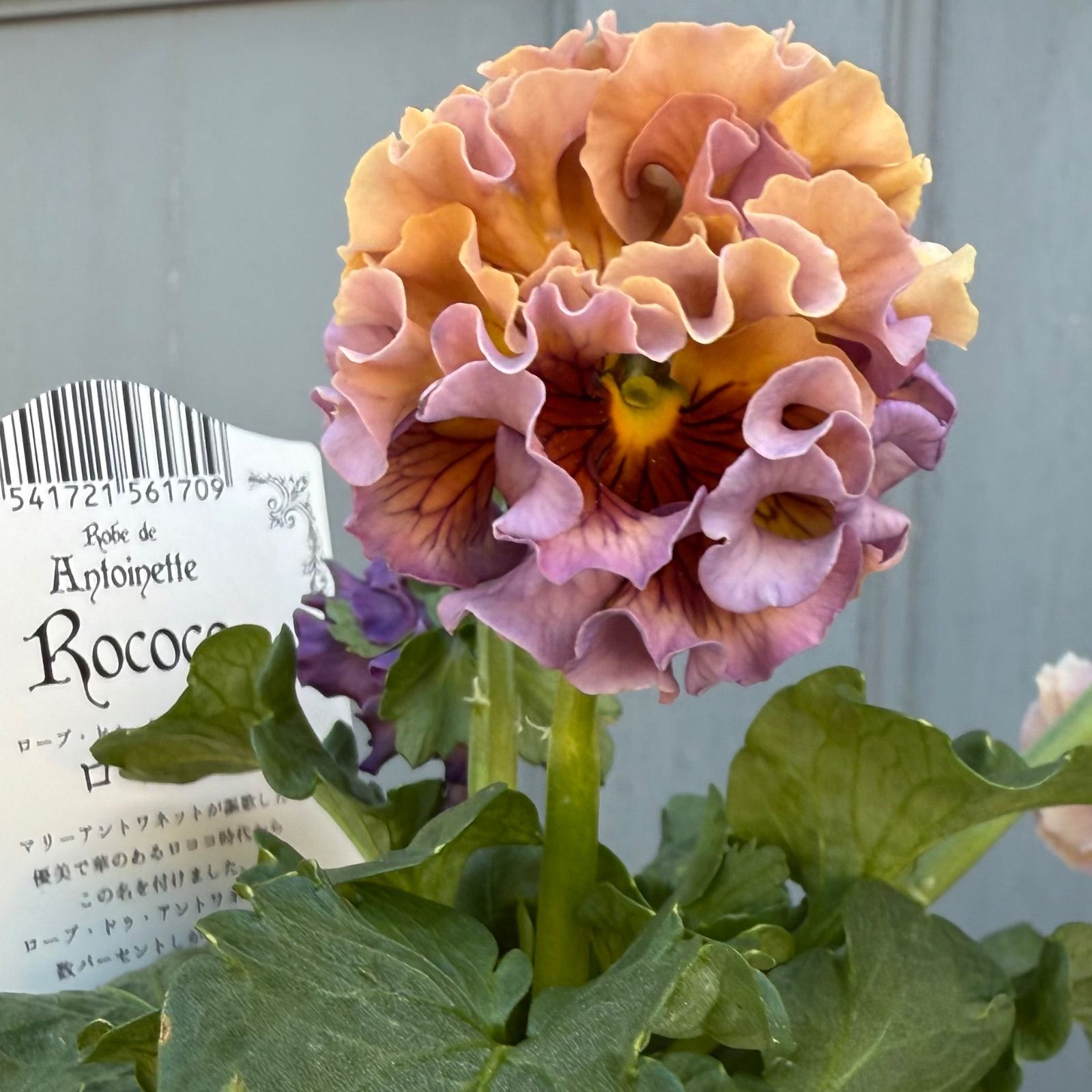 ローヴドゥアントワネット：ロココ ○佐藤さん育種・個性派パンジー・ローヴ・ドゥ・アントワネット
