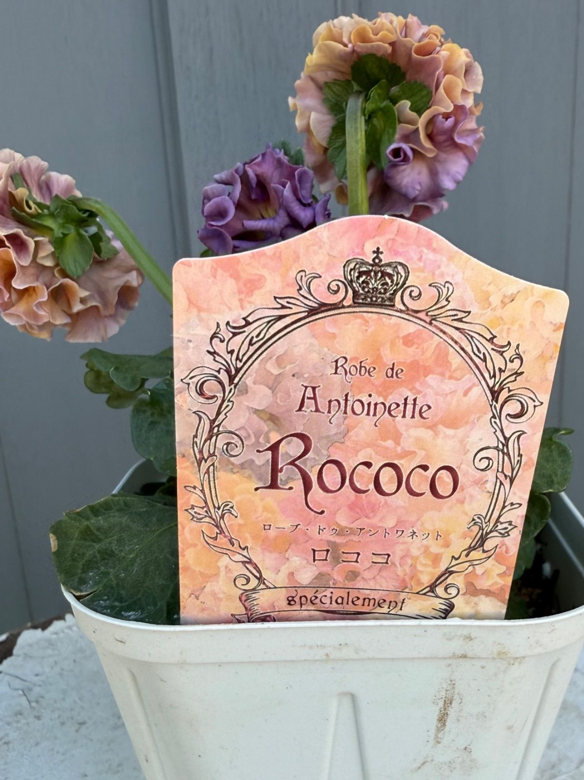 ローヴドゥアントワネット：ロココ ○佐藤さん育種・個性派パンジー・ローヴ・ドゥ・アントワネット