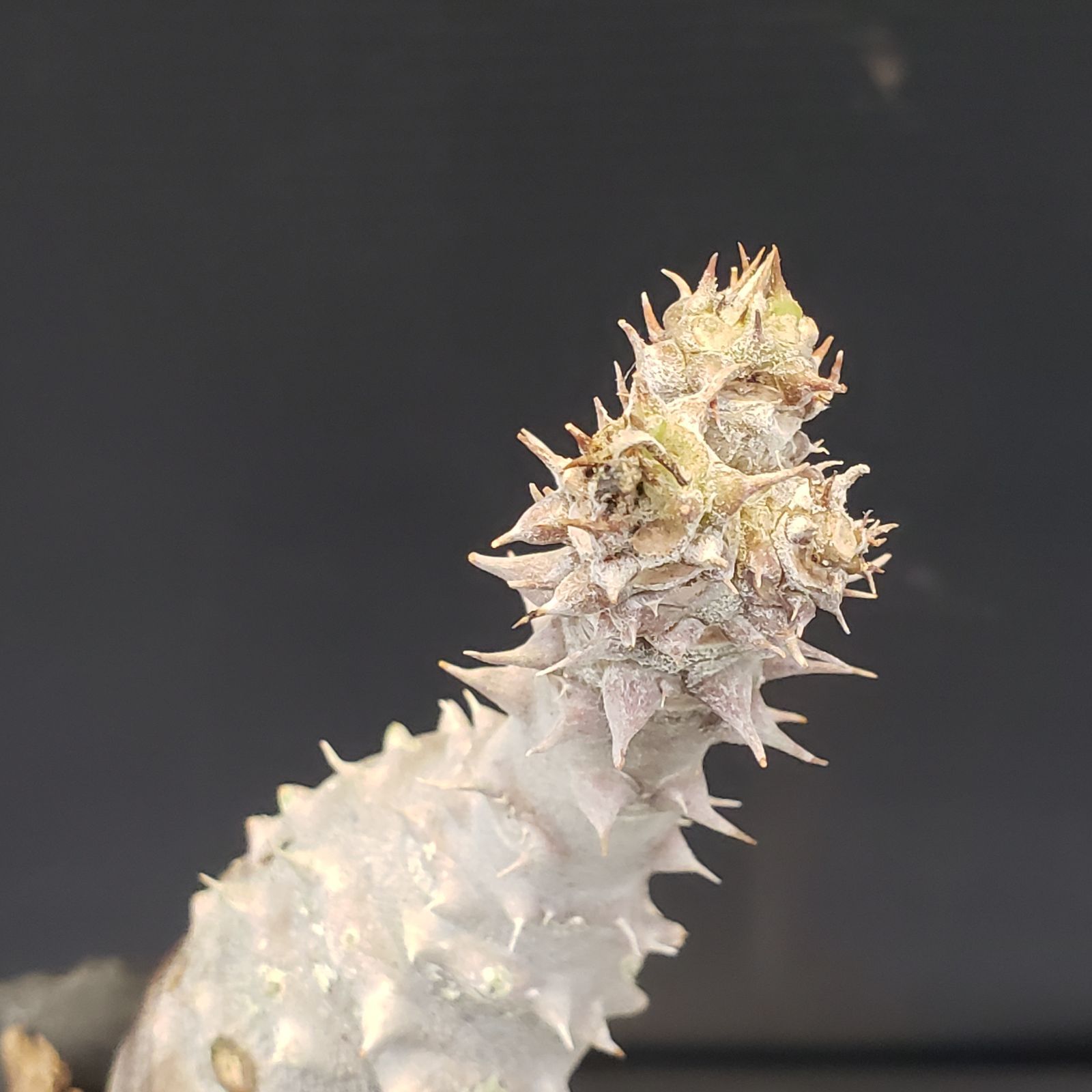D360【最新到着】Pachypodium ウィンゾリー（抜き苗）【塊根植物