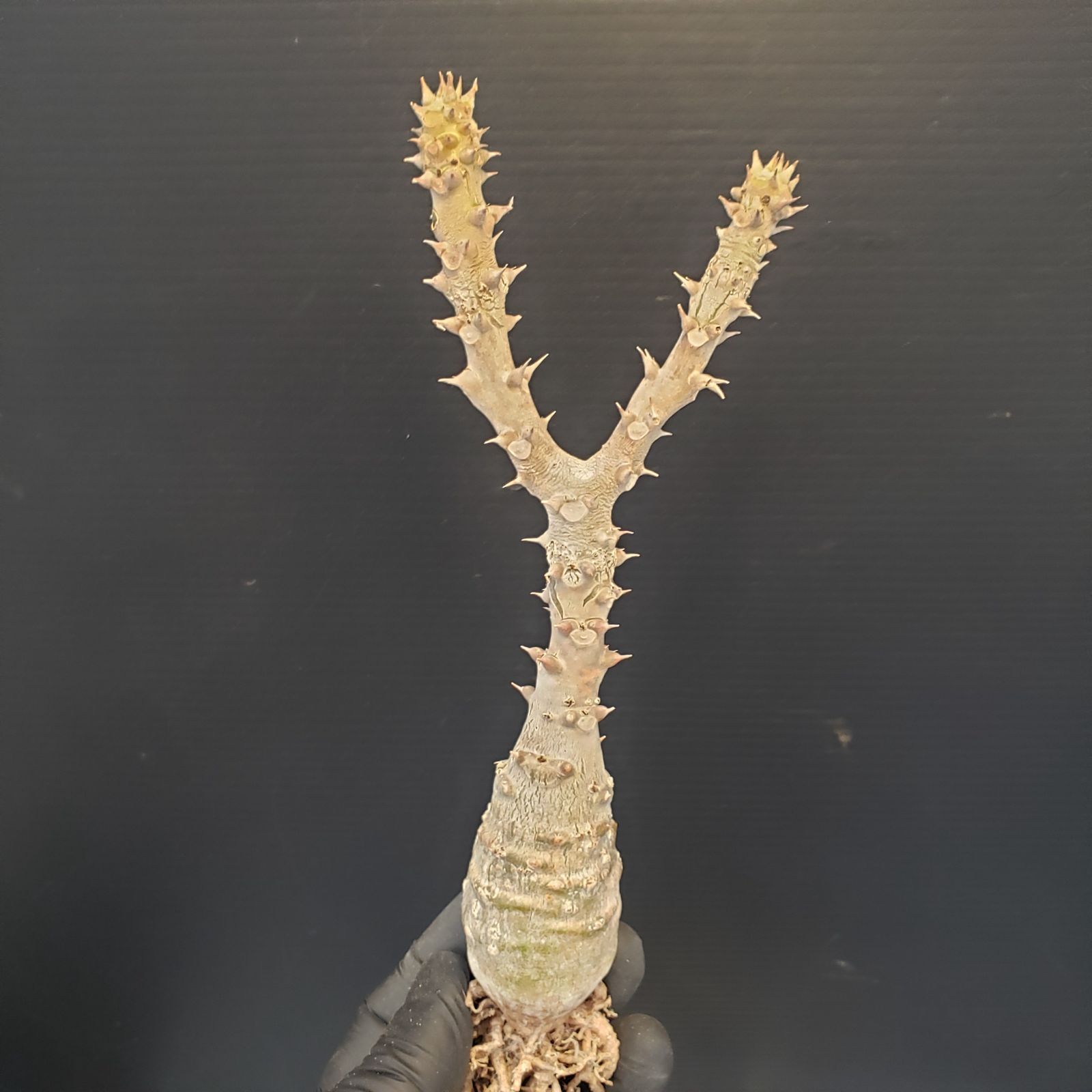 D367【最新到着】Pachypodium ウィンゾリー（抜き苗）【塊根植物