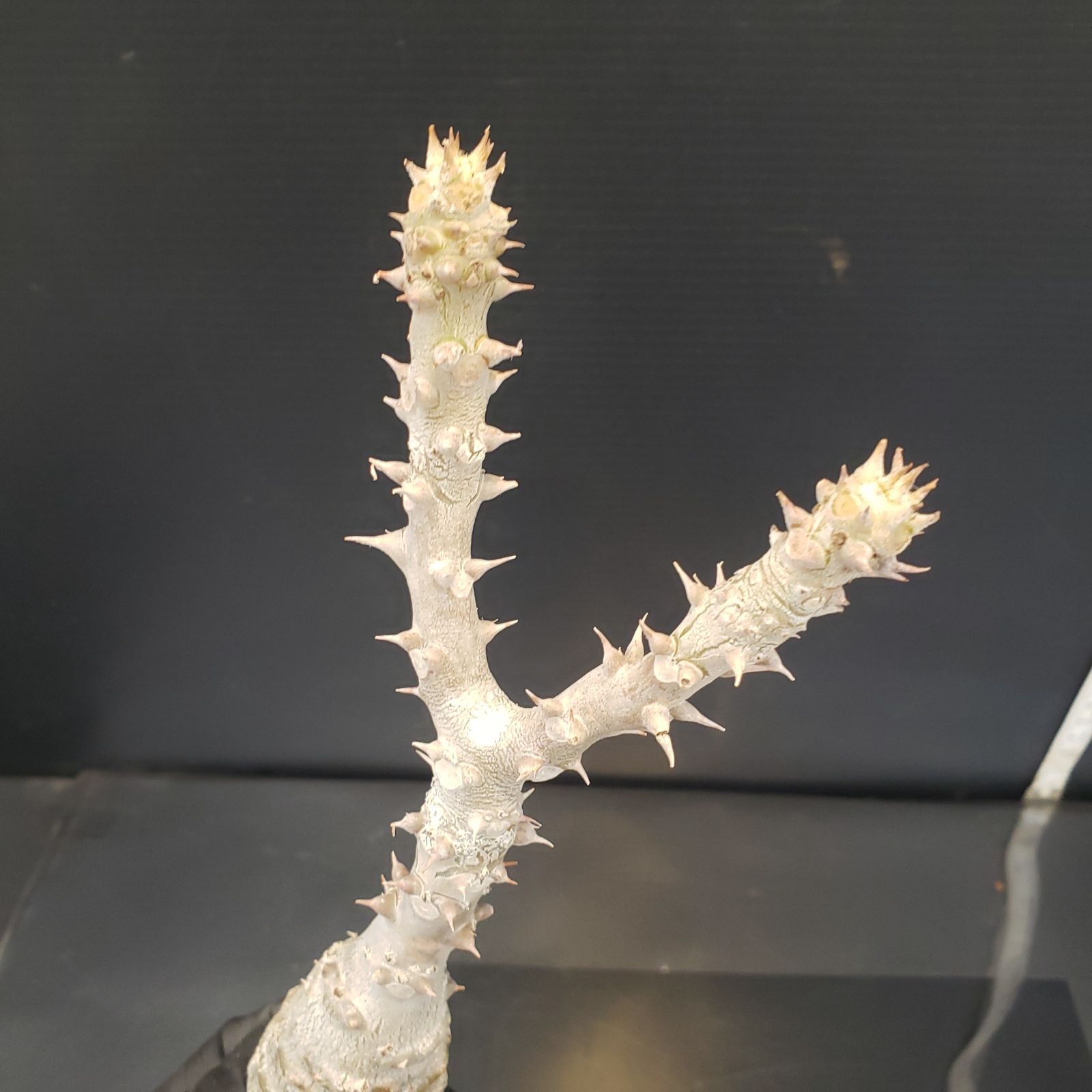 D367【最新到着】Pachypodium ウィンゾリー（抜き苗）【塊根植物