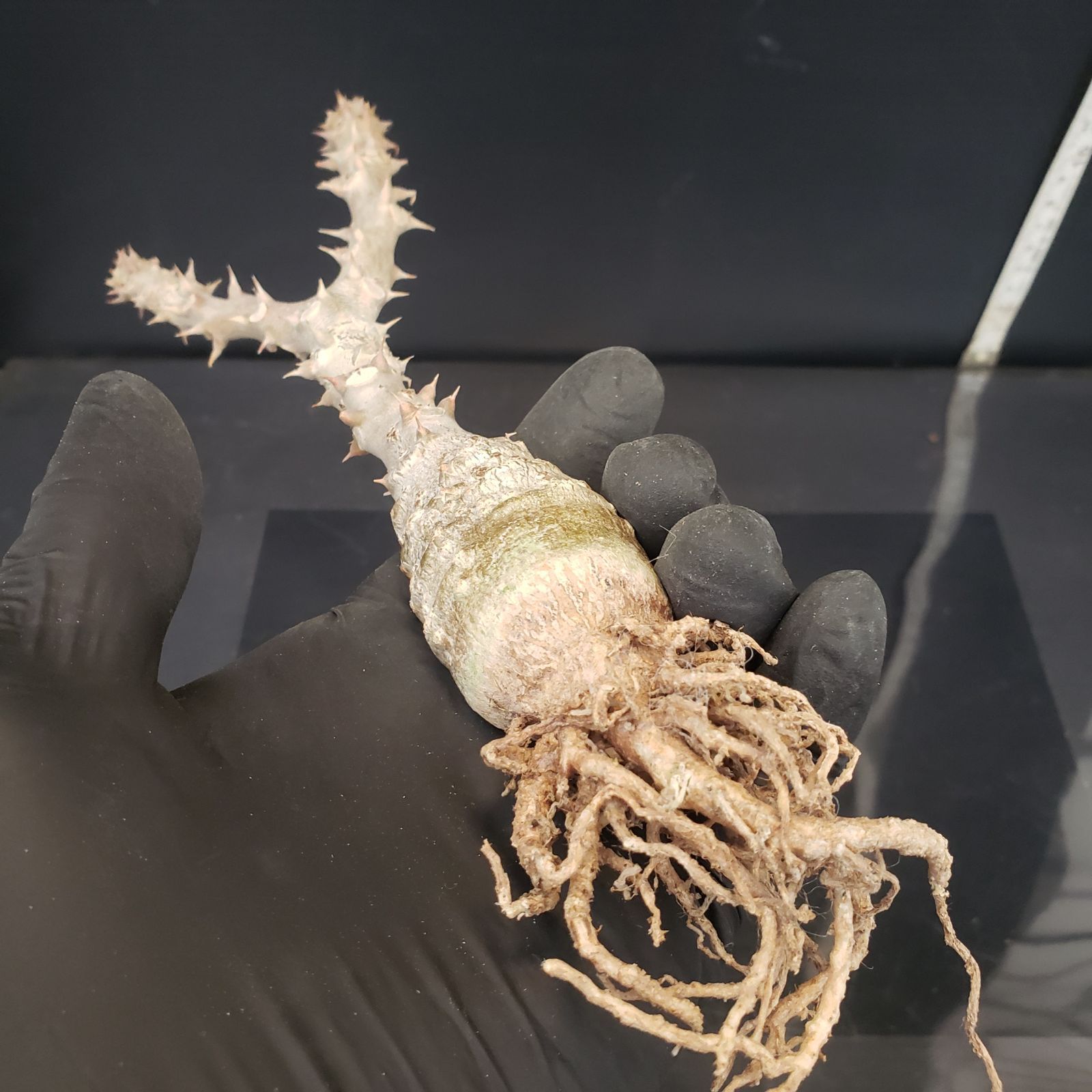 D367【最新到着】Pachypodium ウィンゾリー（抜き苗）【塊根植物