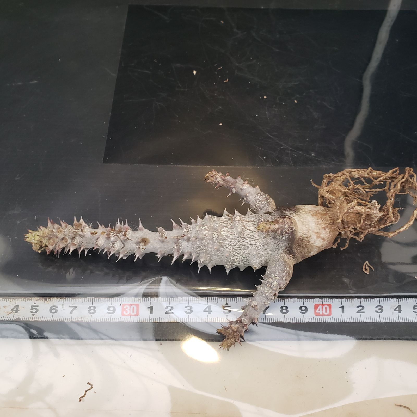 パキポディウム ウィンゾリー　＊総決済セール＊ パキポディウム ウィンゾリー ＊総決済セール＊複数購入割引