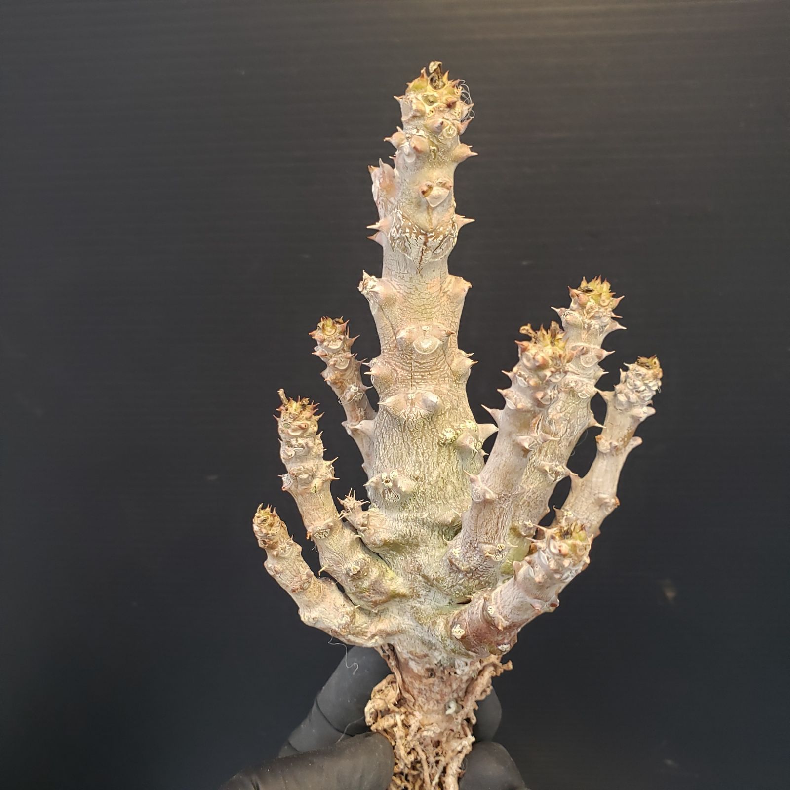 D370【最新到着】Pachypodium ウィンゾリー（抜き苗）【塊根植物