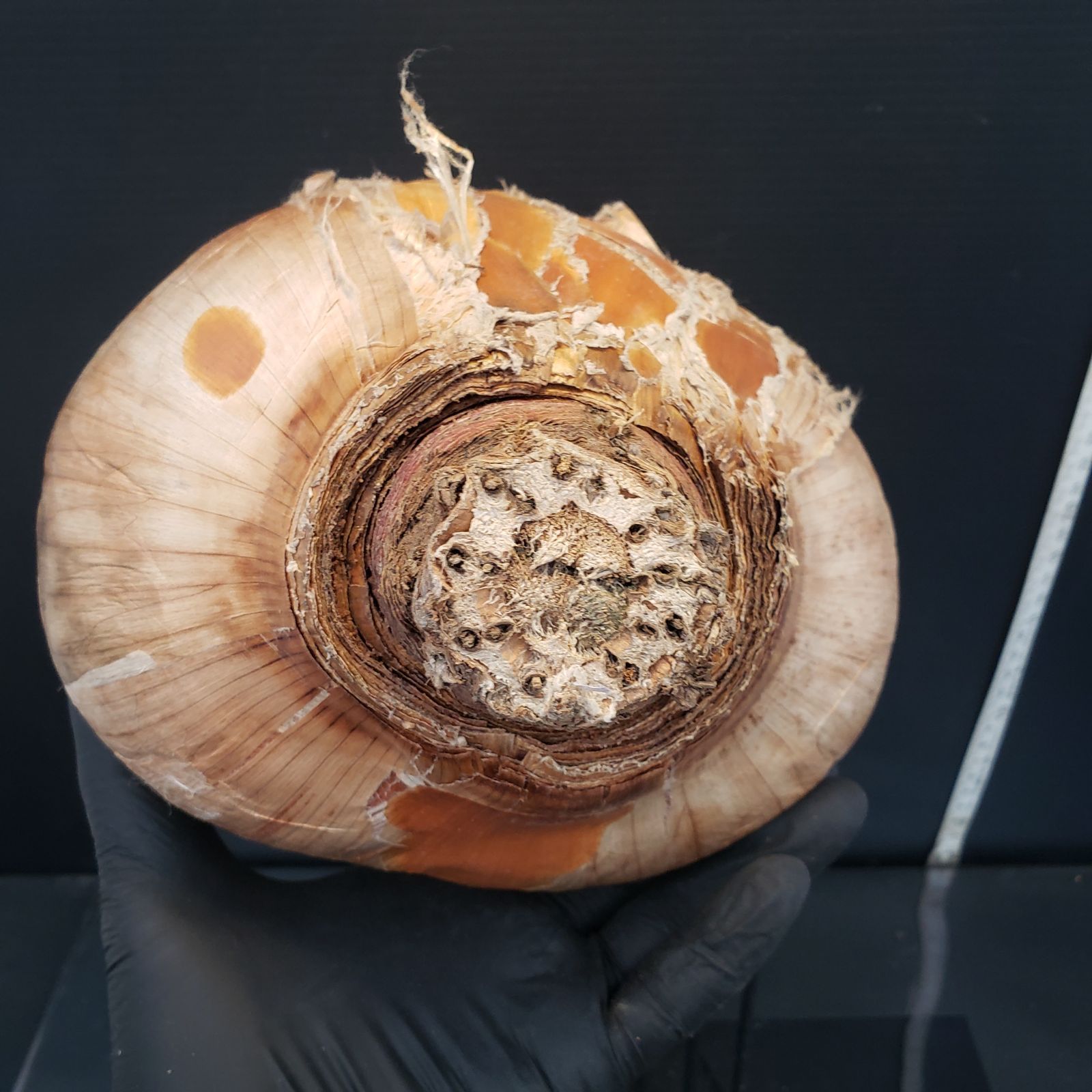 D376【最新到着】Boophane ハエマンソイデス（現地球・抜き苗）【塊根