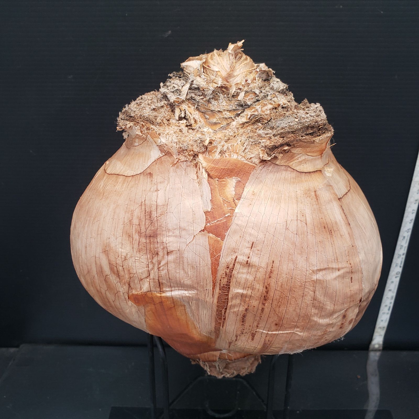 D376【最新到着】Boophane ハエマンソイデス（現地球・抜き苗）【塊根