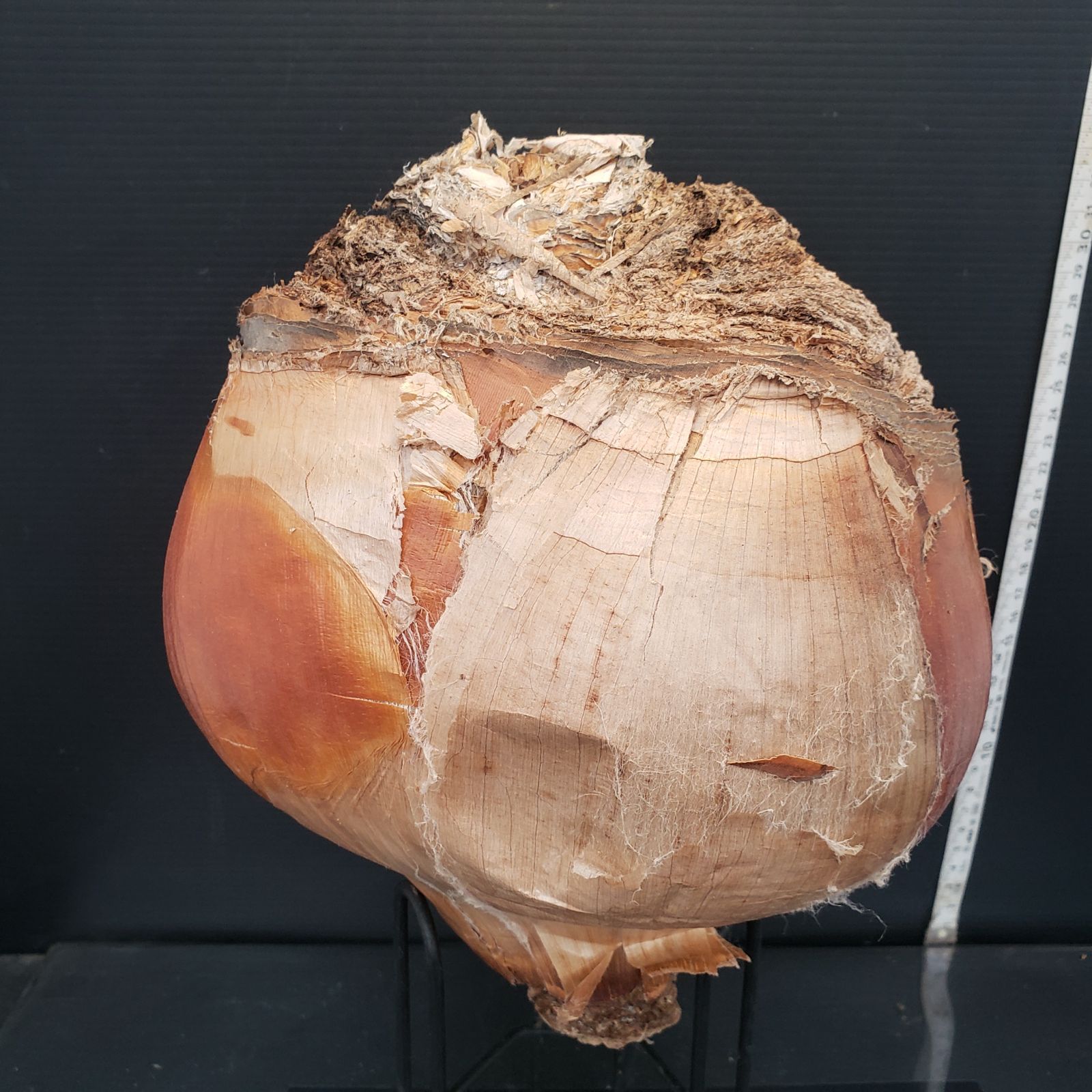 D380【最新到着】Boophane ハエマンソイデス（現地球・抜き苗）【塊根