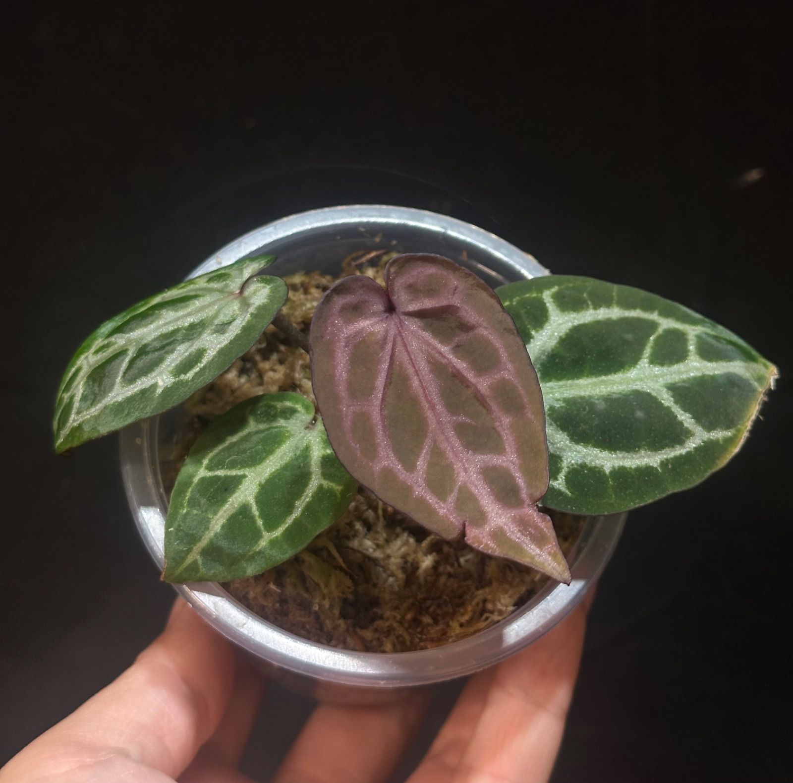 Anthurium Michelle X Silver Chrome(HU) - メルカリ
