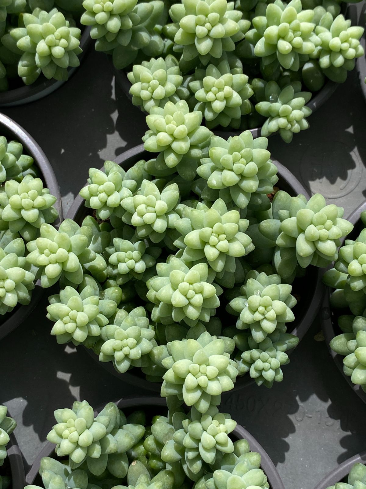 新入荷 ギョクツイ ZZ01×24苗 抜き苗 多肉植物 アエオニウム