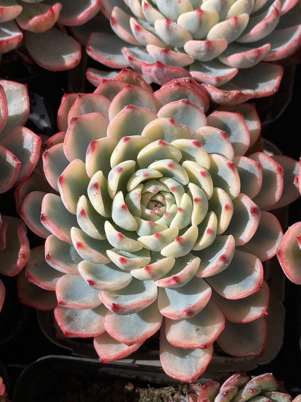 25#多肉植物アエオニウム❤️ ナガ女王 セッカ ❤️19cm拔き苗 新入荷 ブルーヒメレン ZZ07×50苗 抜き苗 多肉植物 アエオニウム