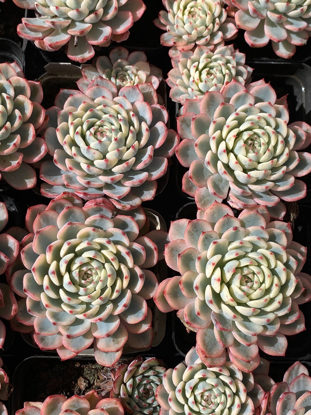 新入荷 ブルーヒメレン ZZ07×50苗 抜き苗 多肉植物 アエオニウム