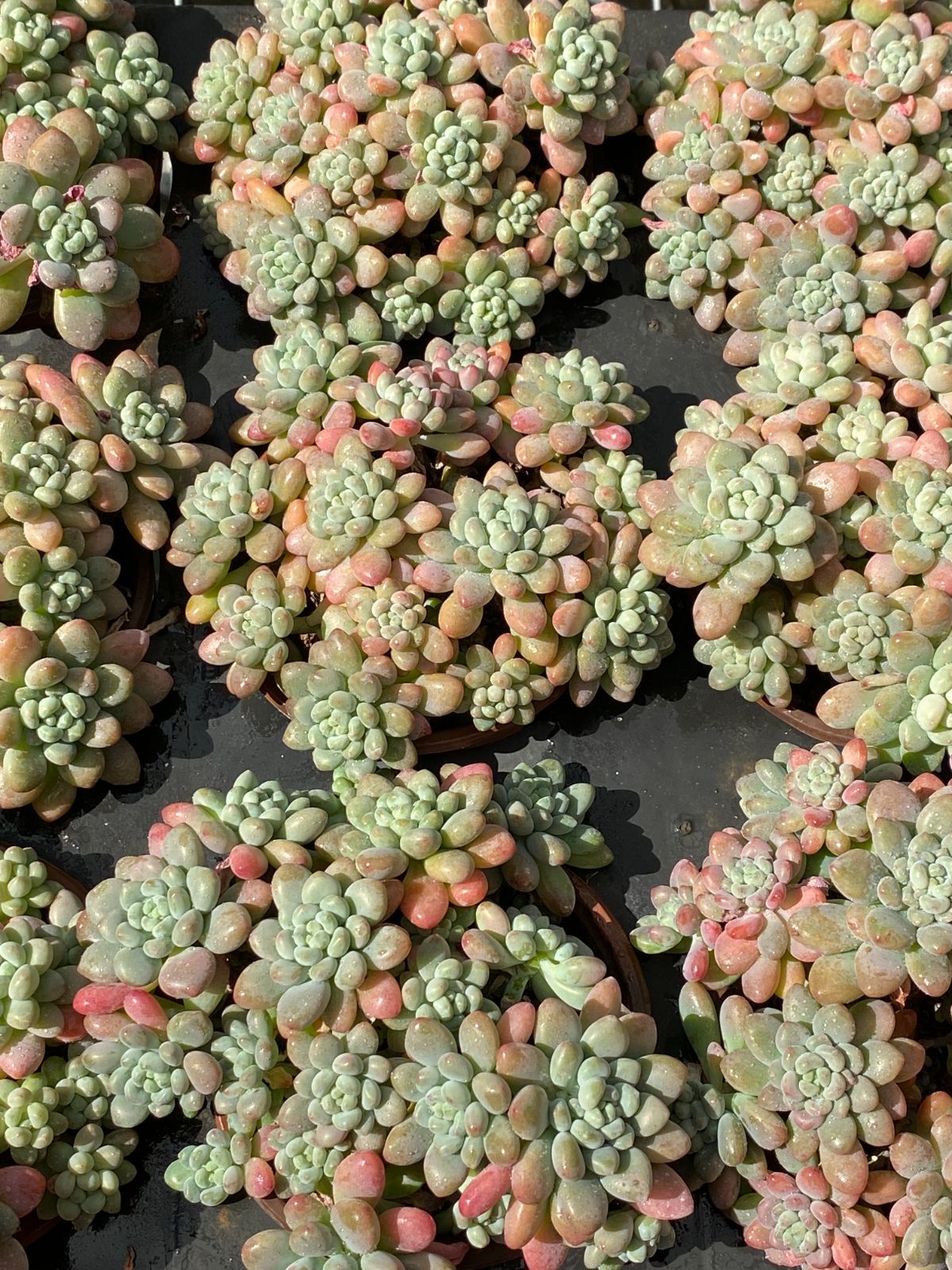 新入荷 ダフニ ZZ09×18苗 抜き苗 多肉植物 アエオニウム エケベリア