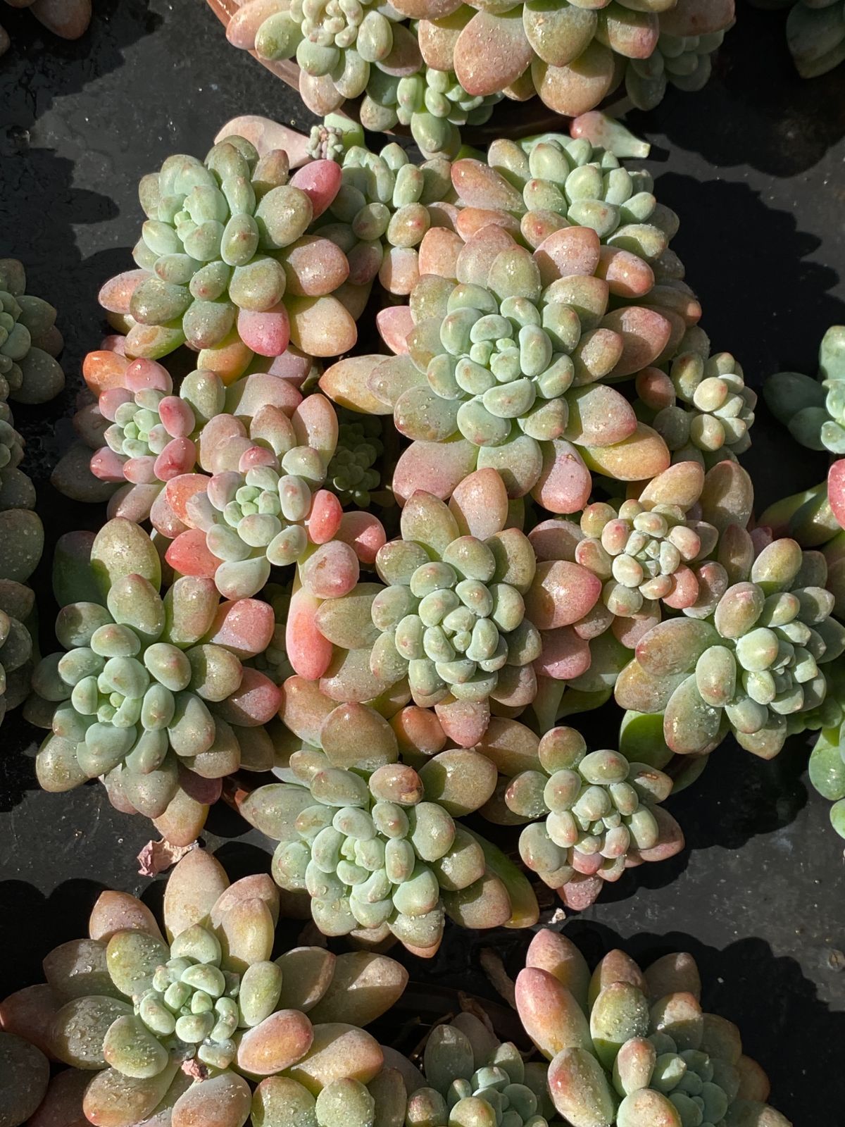 新入荷 ダフニ ZZ09×18苗 抜き苗 多肉植物 アエオニウム エケベリア