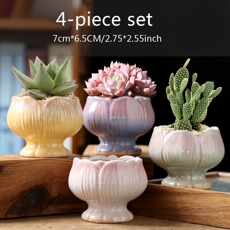 エンセファラルトス ホリダス Encephalartos horridus NO.2