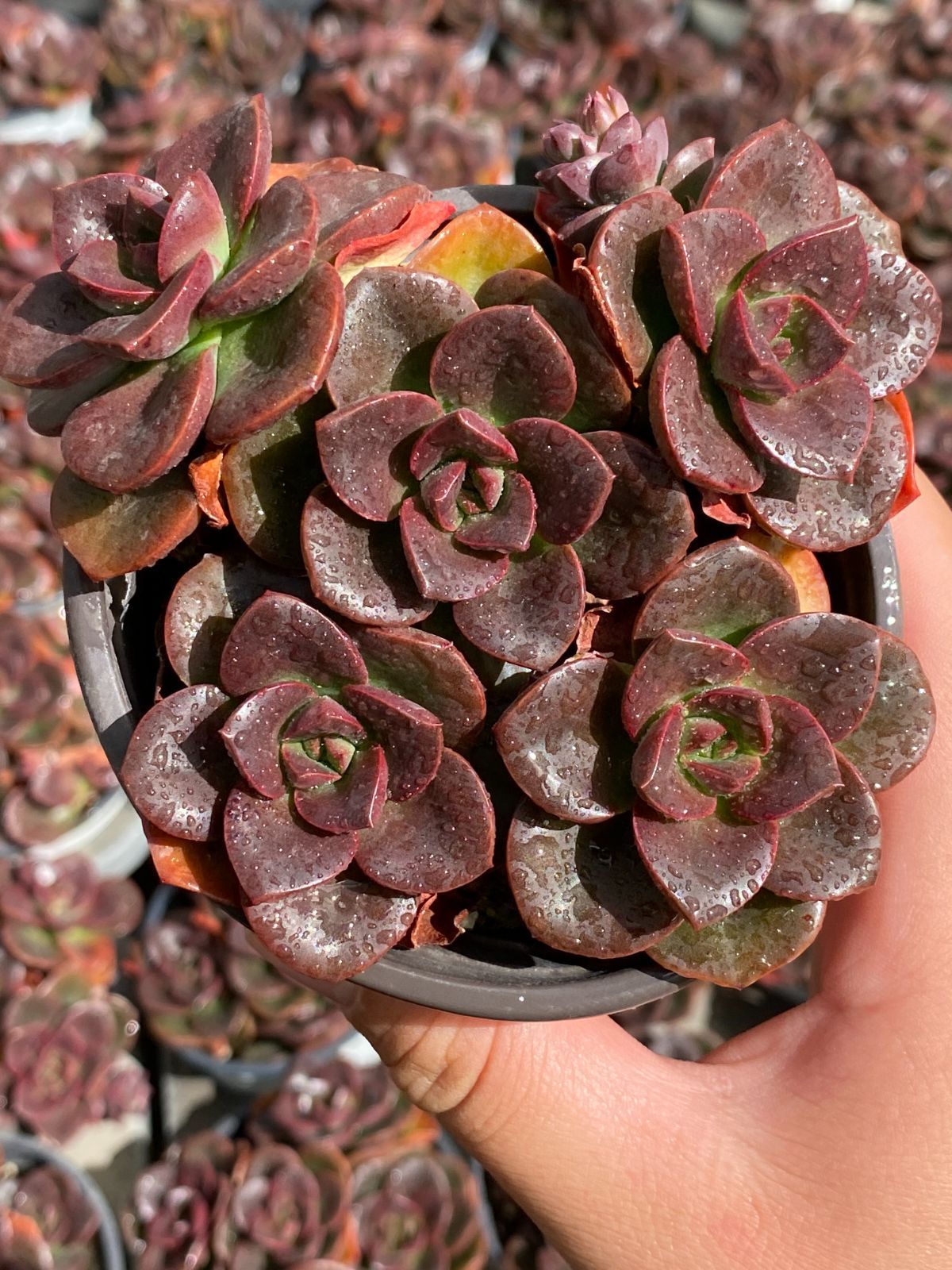 新入荷 チョコレート ZZ13×18苗 土鉢付き 多肉植物 エケベリア