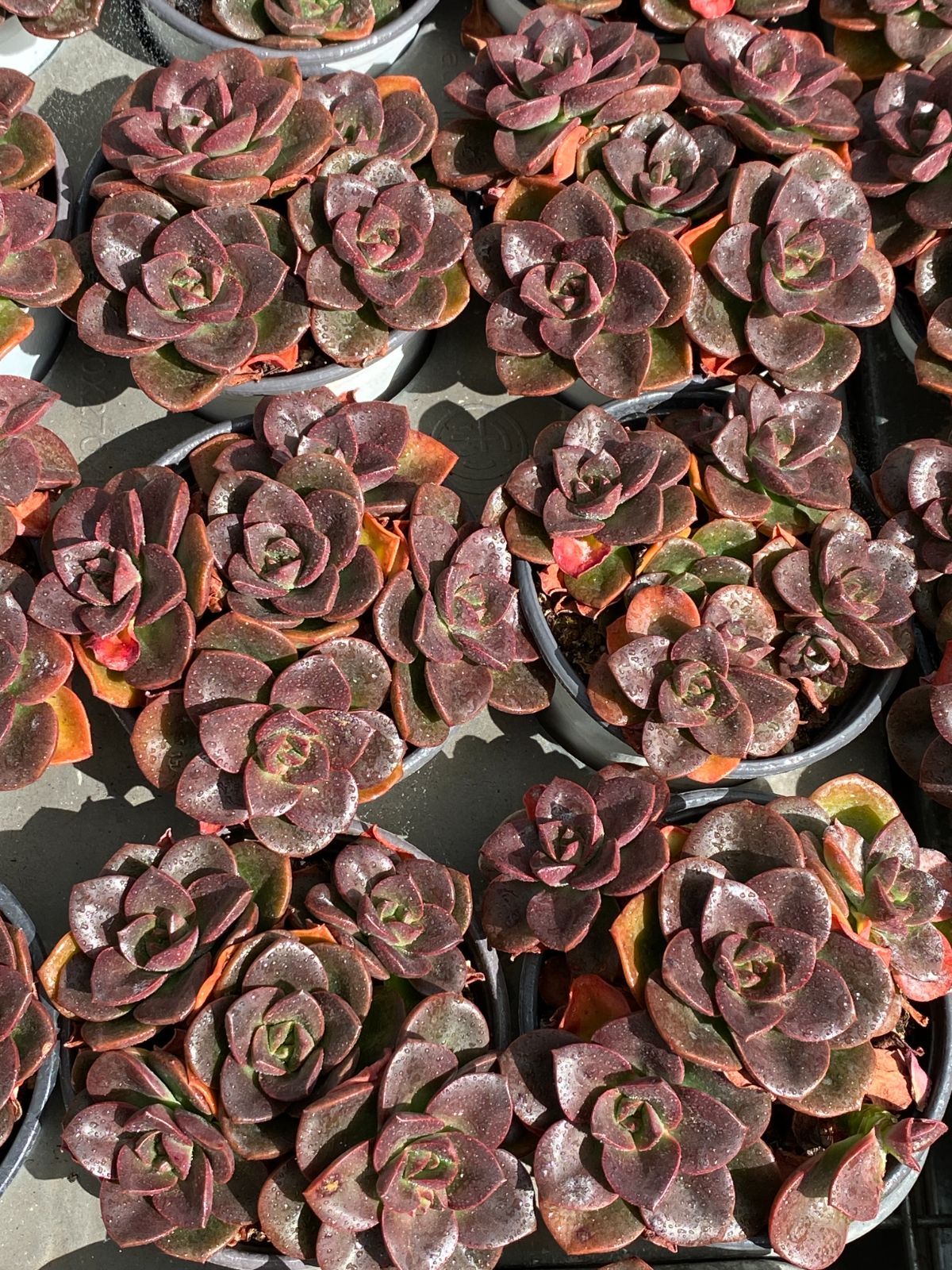 新入荷 チョコレート ZZ13×18苗 土鉢付き 多肉植物 エケベリア 
