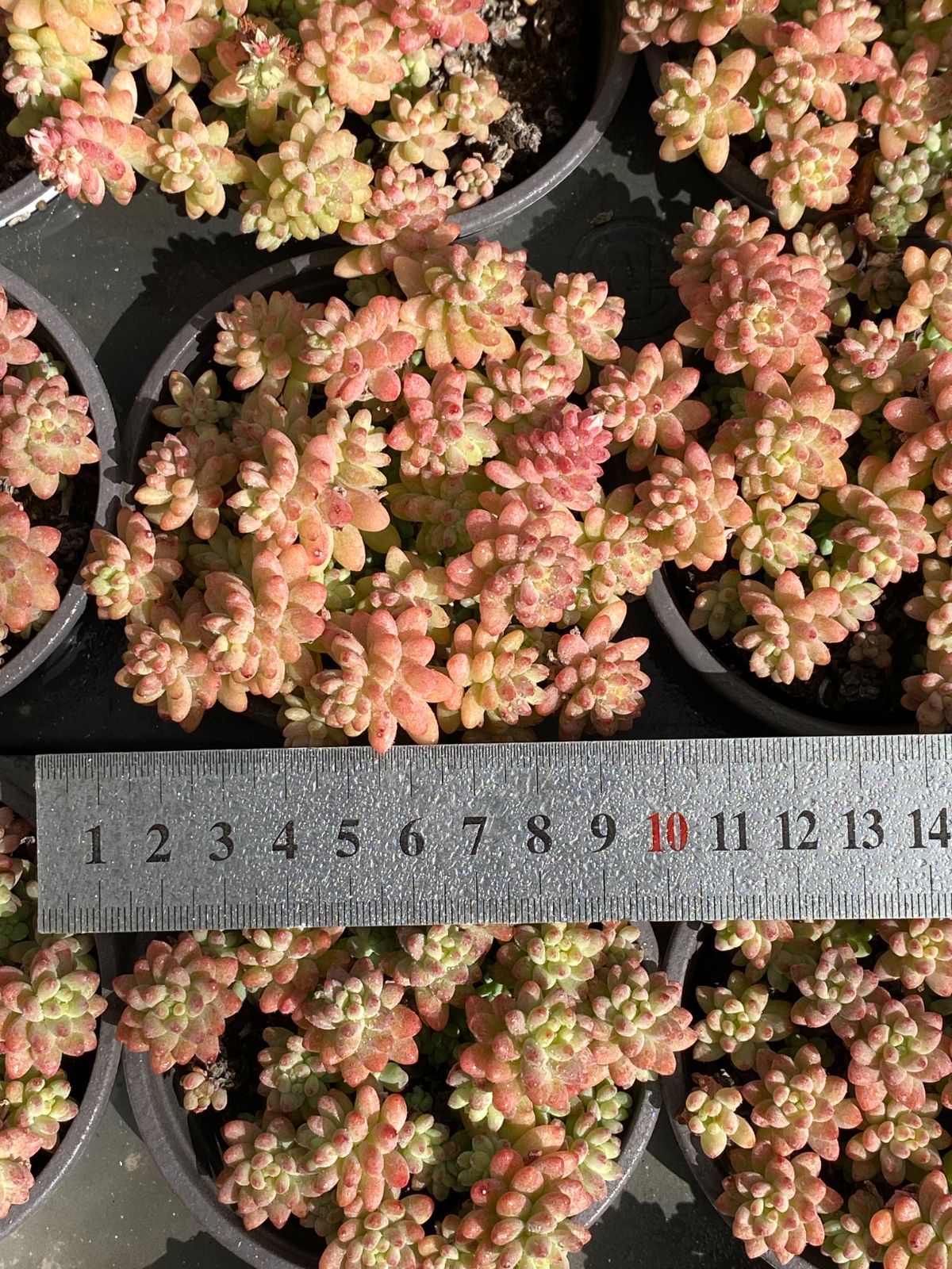 新入荷 花団錦 ZZ14×18苗 土鉢付き 多肉植物 エケベリア サボテン 韓国