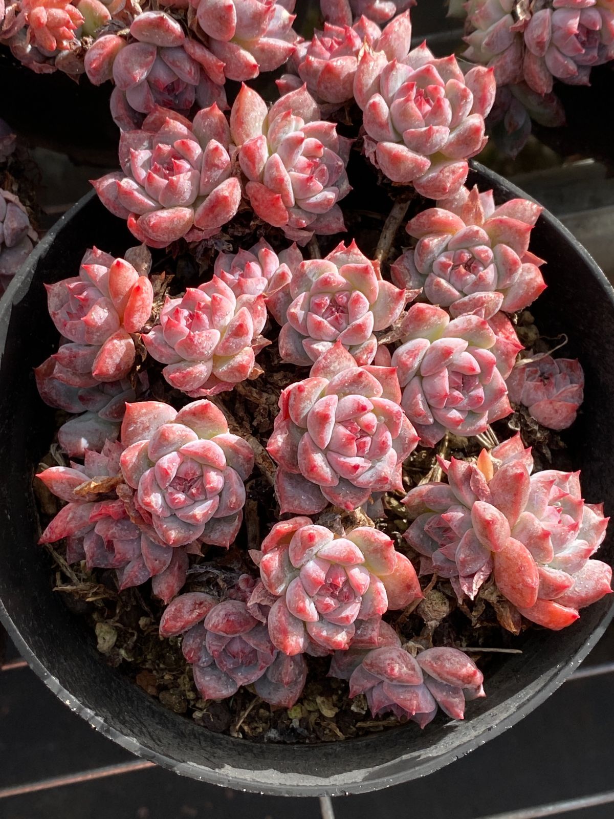 新入荷 モモソー ZZ25×6苗 抜き苗 多肉植物 アエオニウム エケベリア サボテン 韓国苗