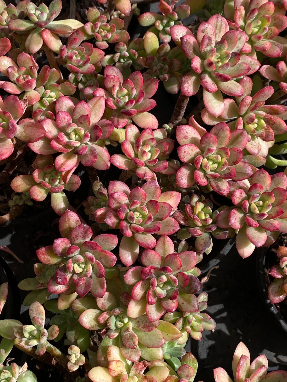 新入荷 ミニベル錦 ZZ31×18苗 抜き苗 多肉植物 アエオニウム