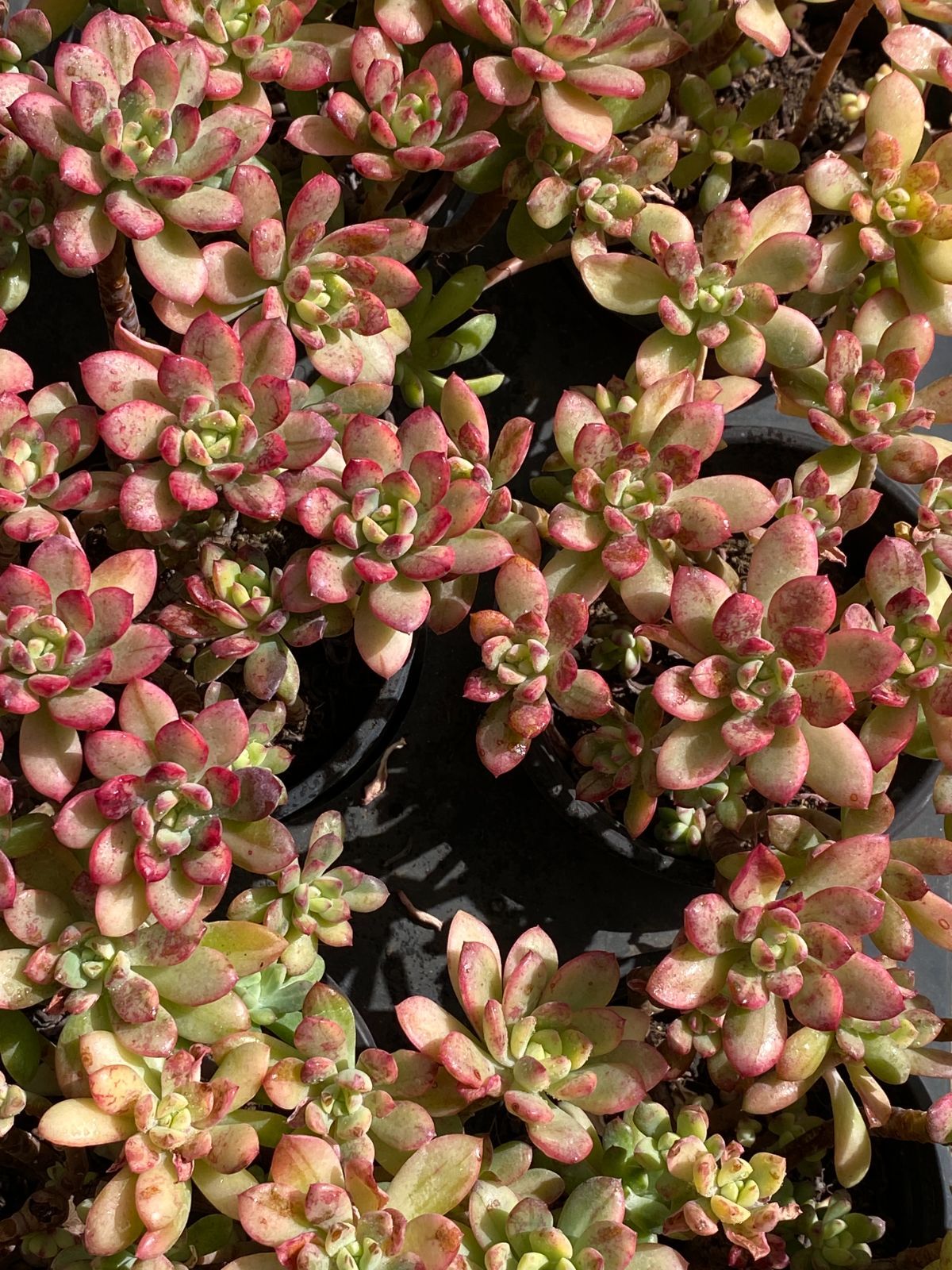 新入荷 ミニベル錦 ZZ31×18苗 抜き苗 多肉植物 アエオニウム